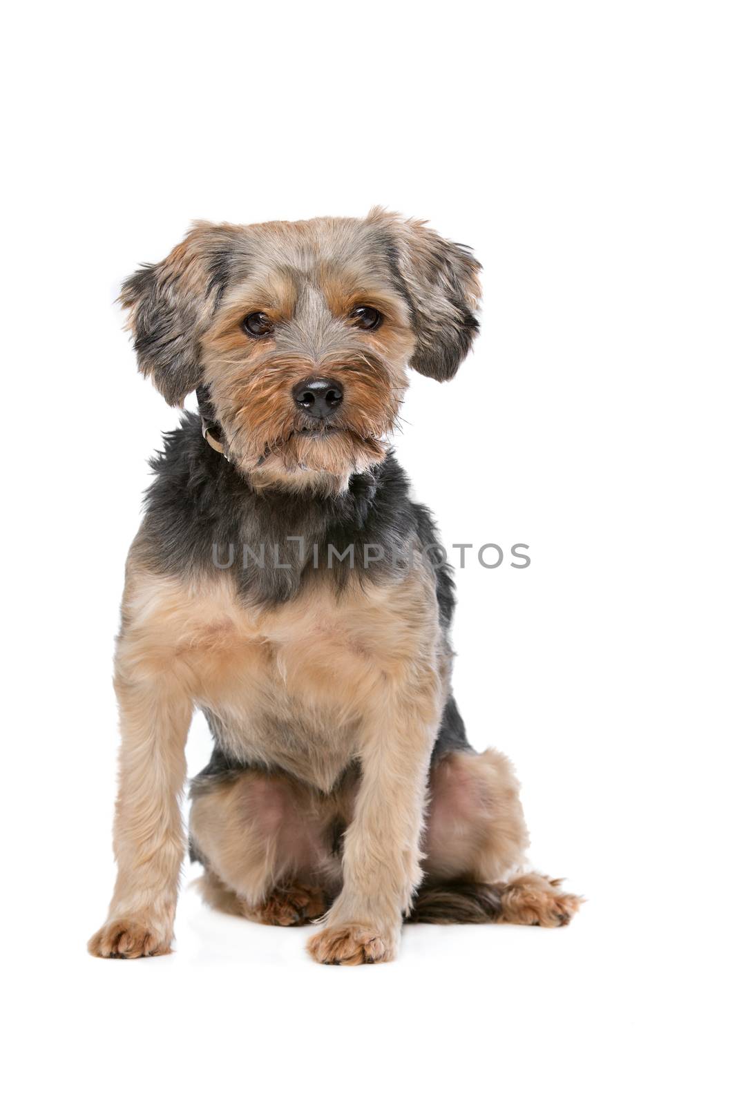 mixed breed Yorkshire Terrier by eriklam