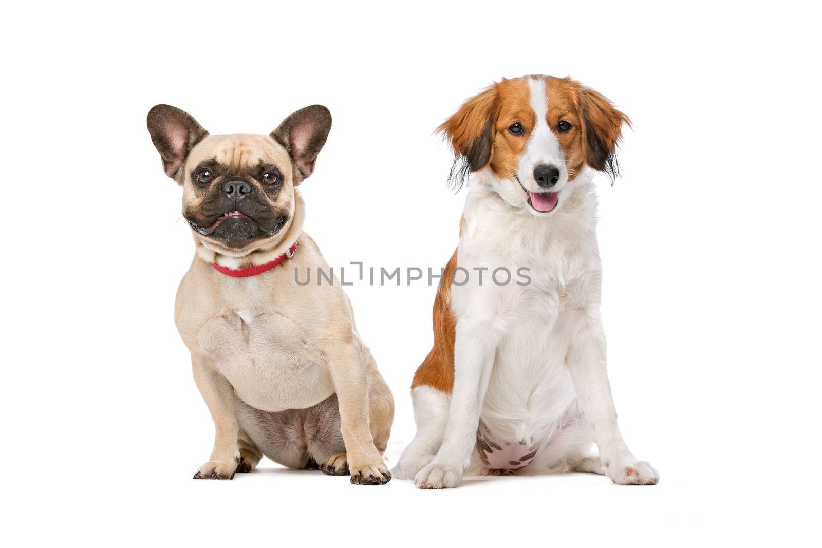 French Bulldog and a Kooiker Dog in front of a white background