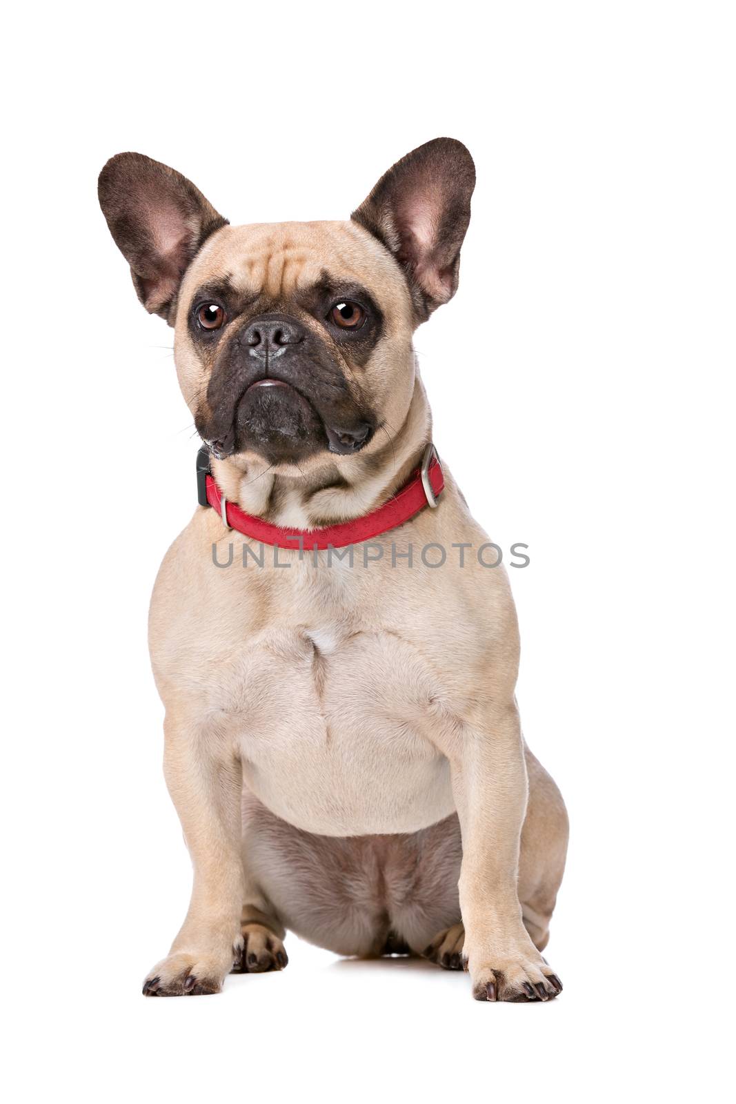 Brown French Bulldog sitting in front of a white background