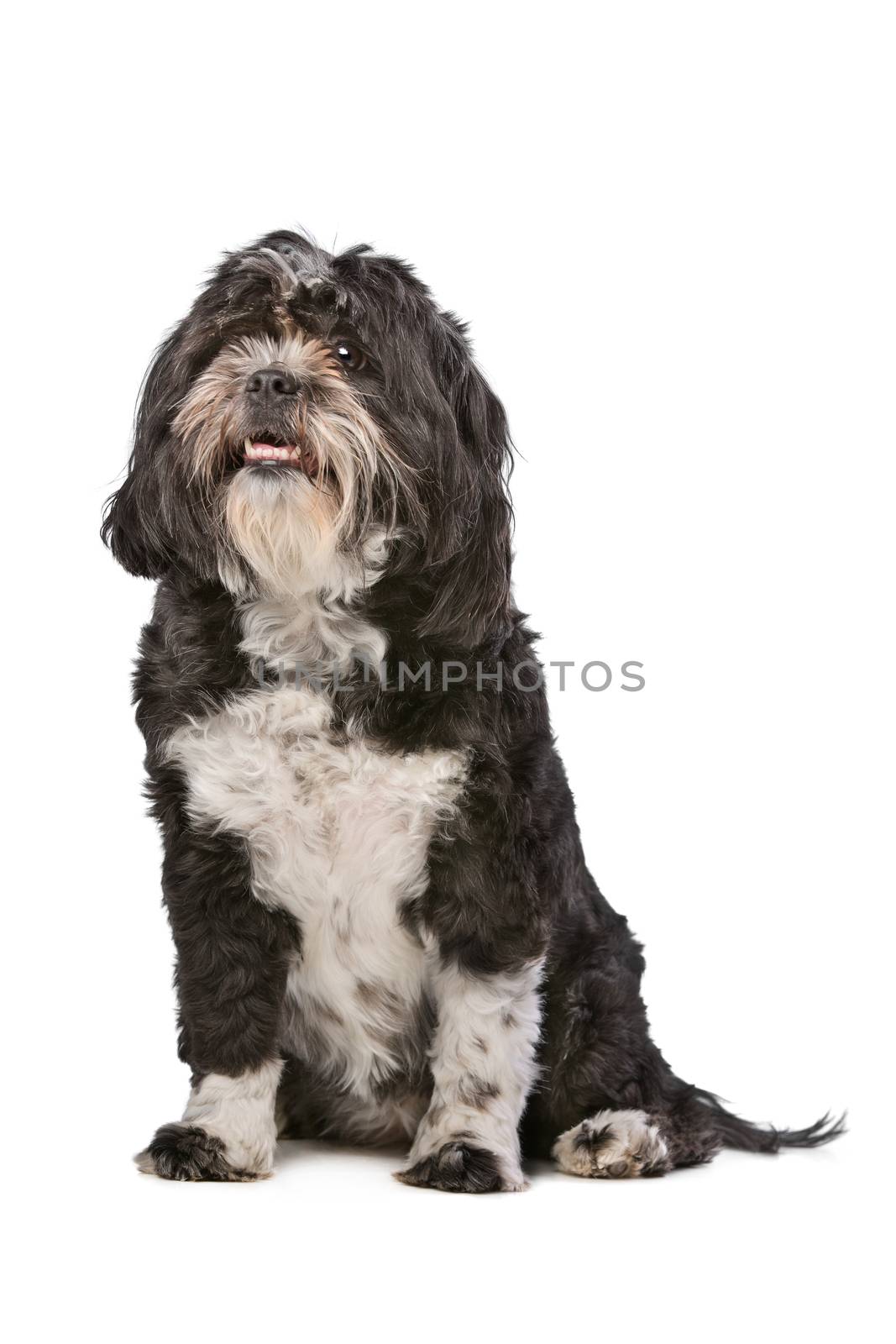 Mixed breed small fluffy dog in front of a white background