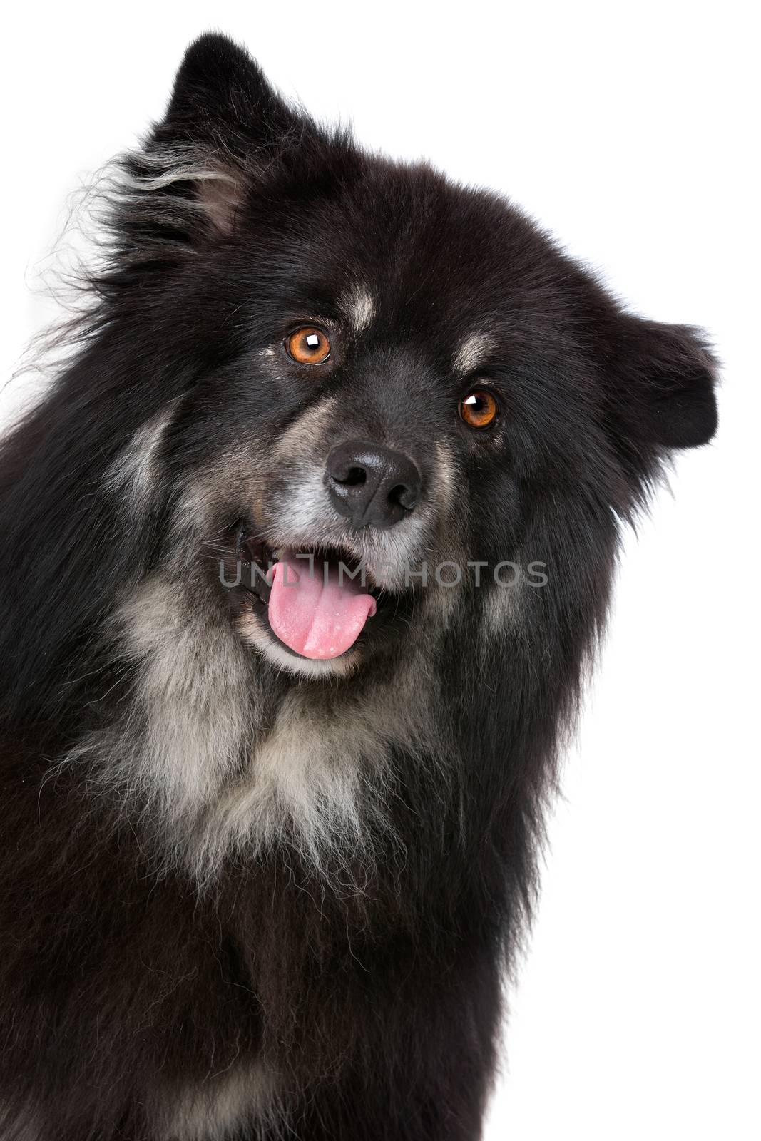 Finnish Lapphund in front of a white background by eriklam