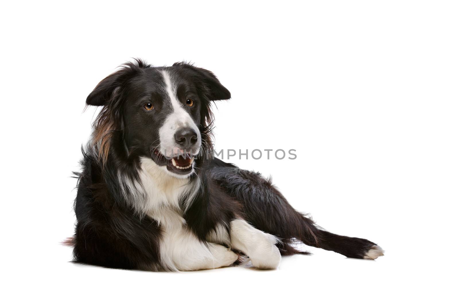 Black and White Border Collie dog in front of a white background