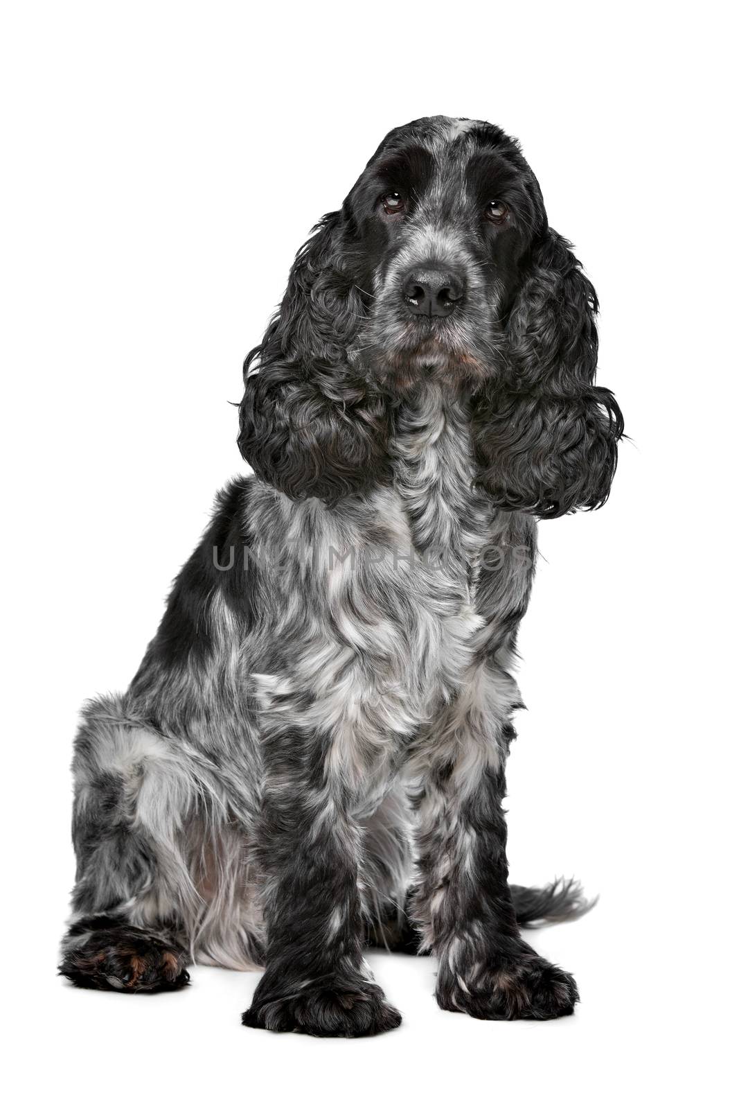 Dark blue roan Cocker Spaniel in front of a white background