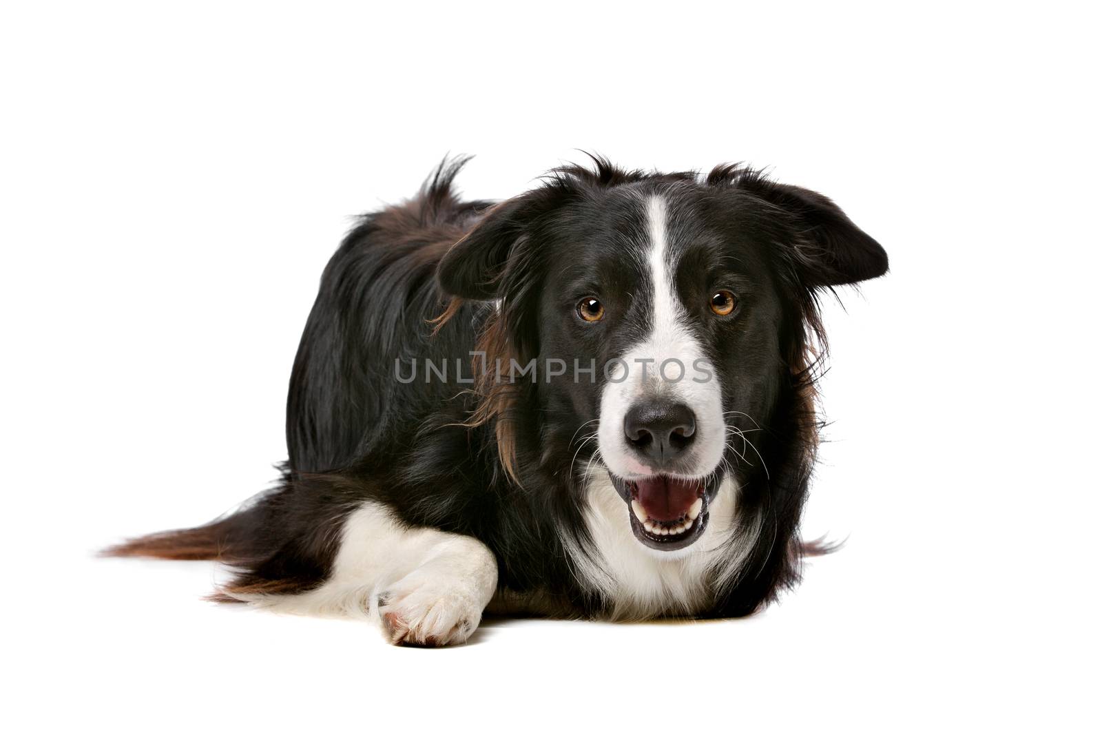 Black and White Border Collie dog in front of a white background