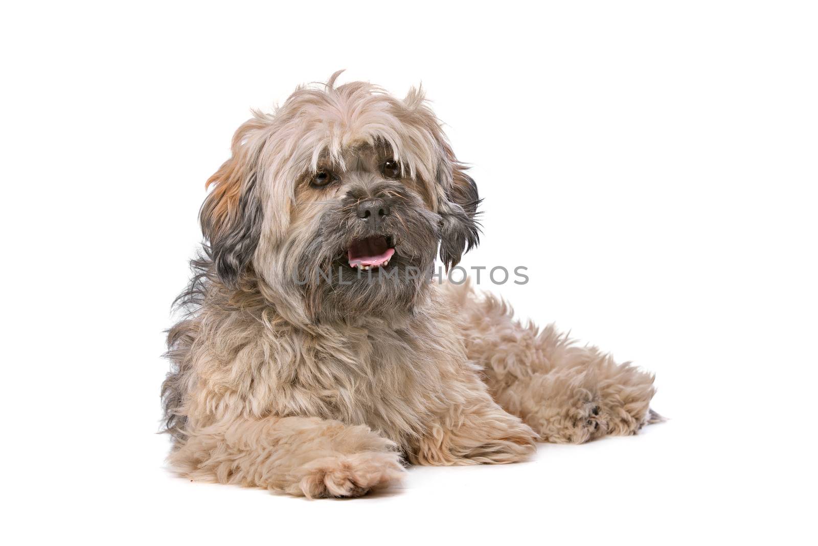 Mixed breed small fluffy dog by eriklam