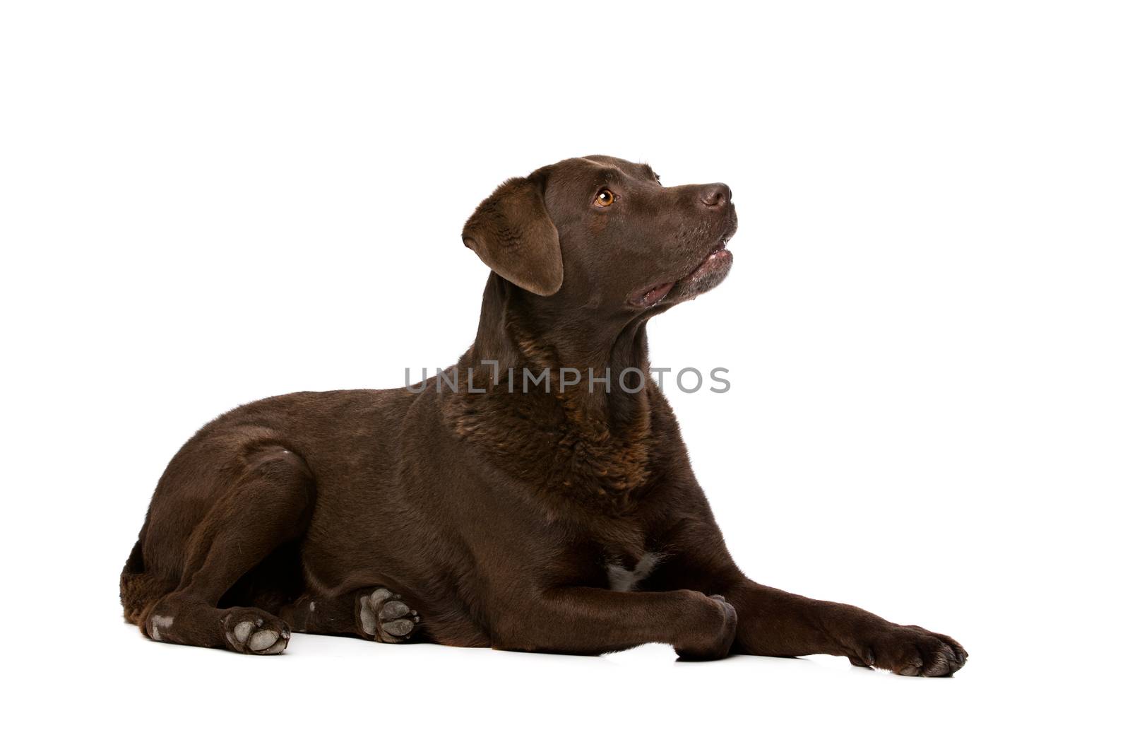 Chocolate Labrador in front of a white background