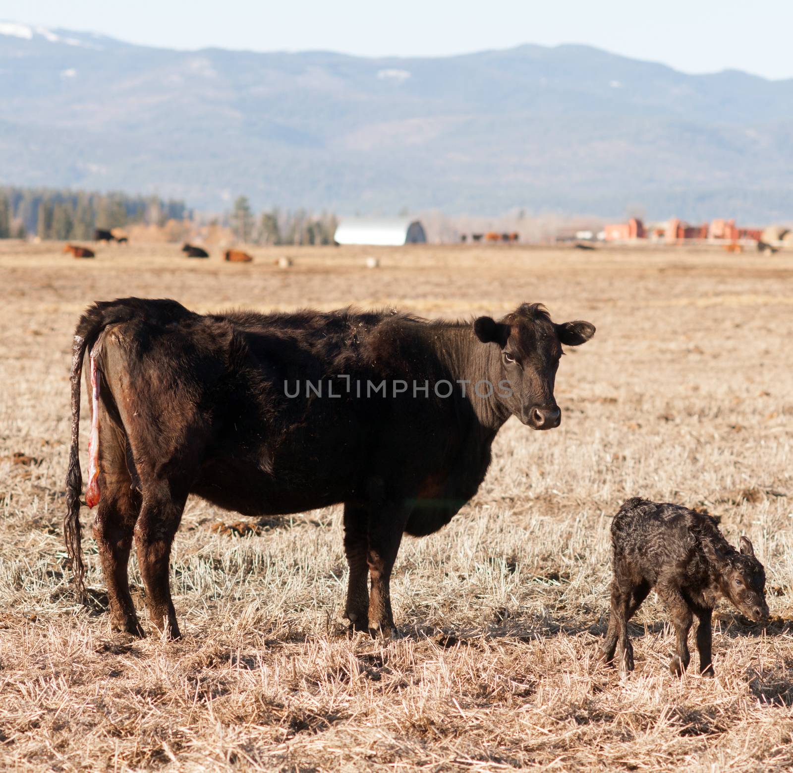 Newboern Calf Montana Ranch Unaided Birth Cattle Ranch by ChrisBoswell