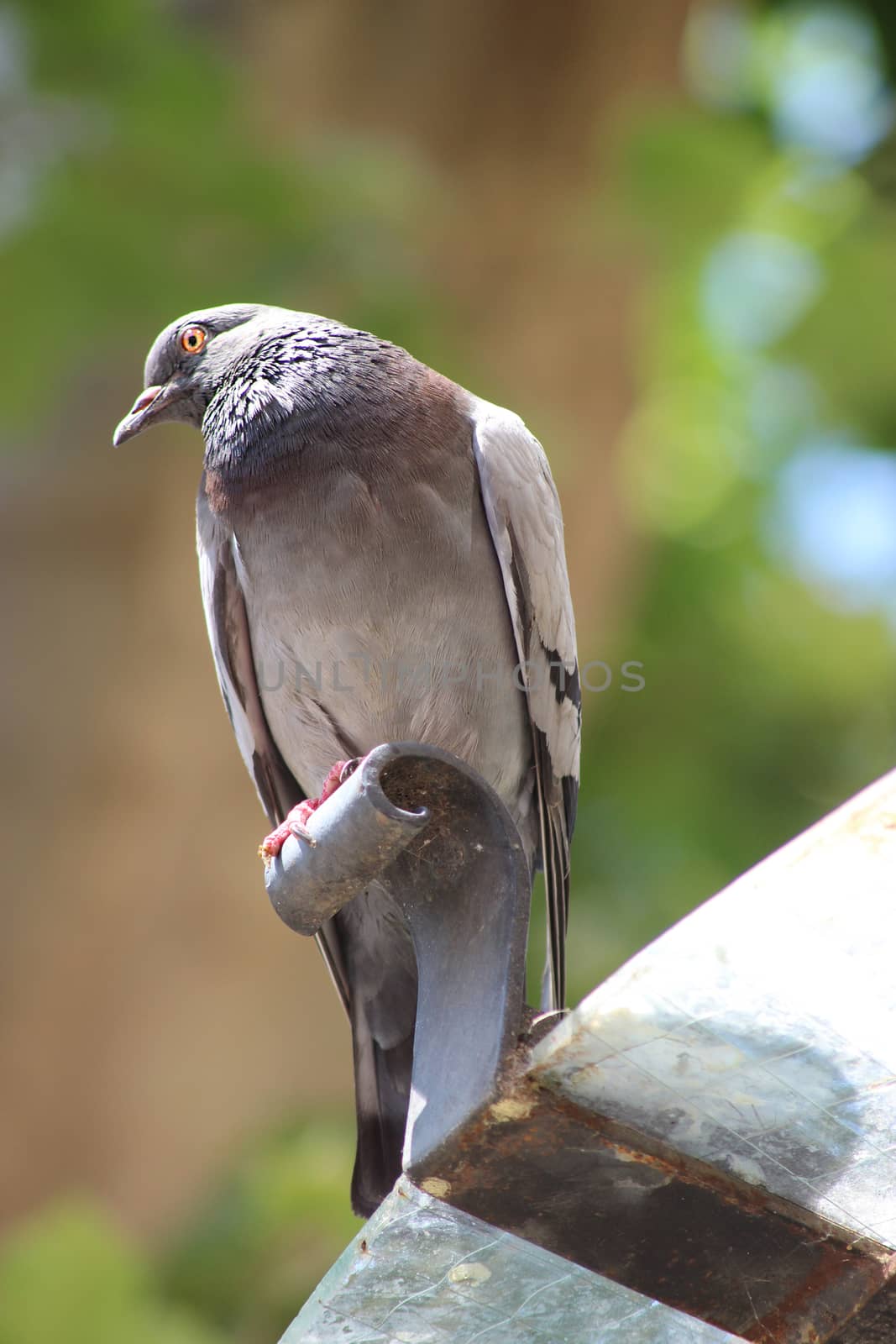 A close up of a pigeon standing on a water fountain. Cours Mirabeau street in Aix-En-Provence, France