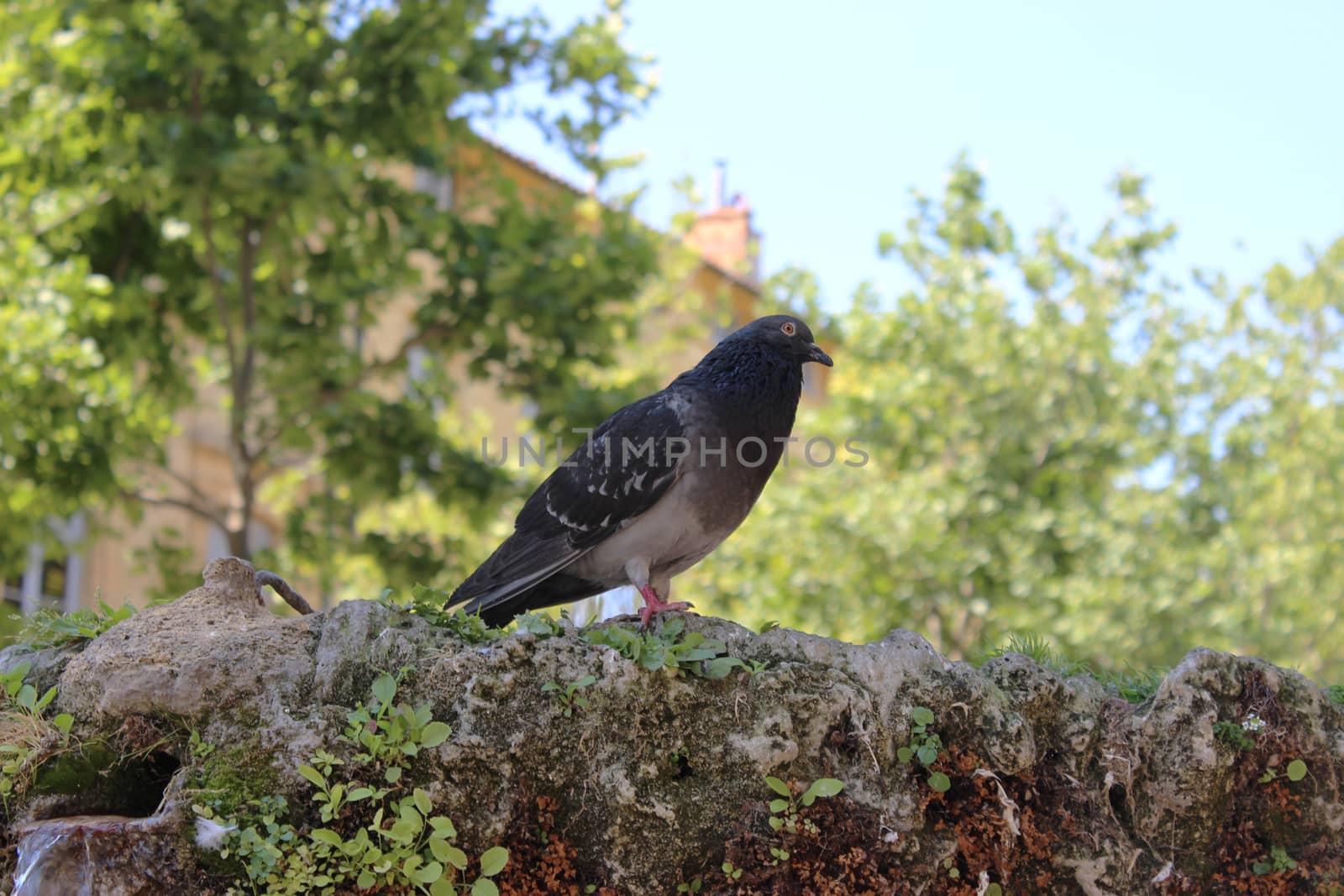 Pigeon standing on a water Fountain. Cours Mirabeau Aix-En-Prove by bensib