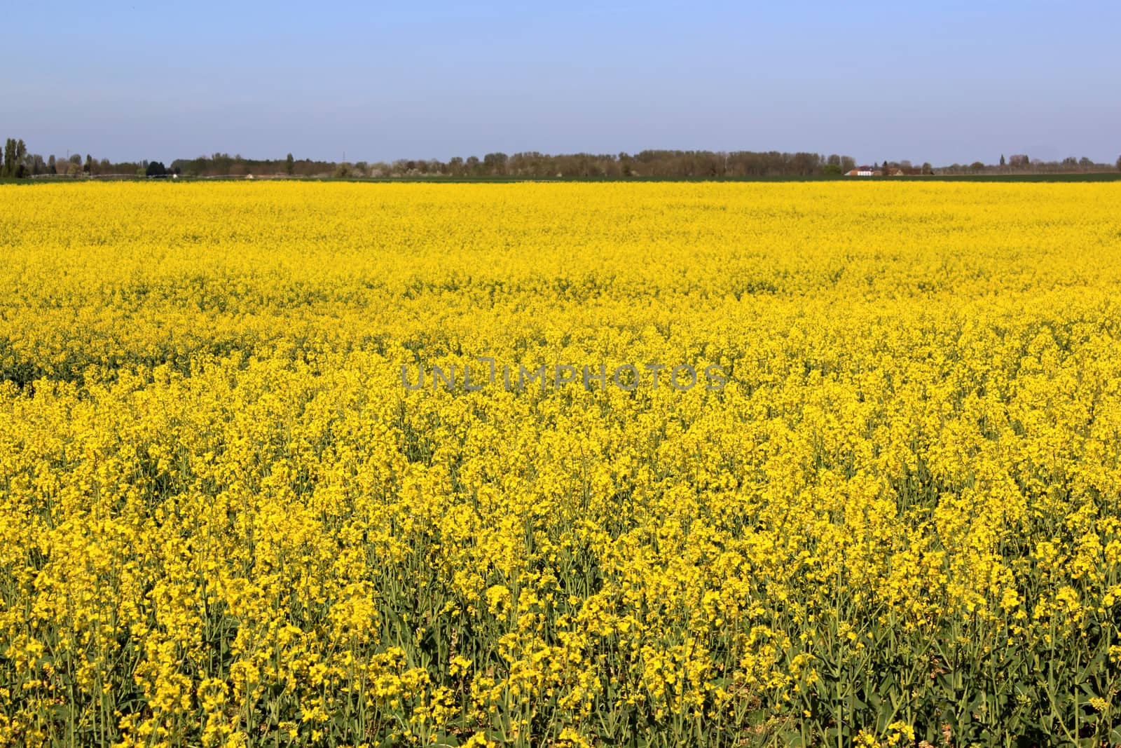 an agricultural field for the culture of colza with a horizon of blue sky