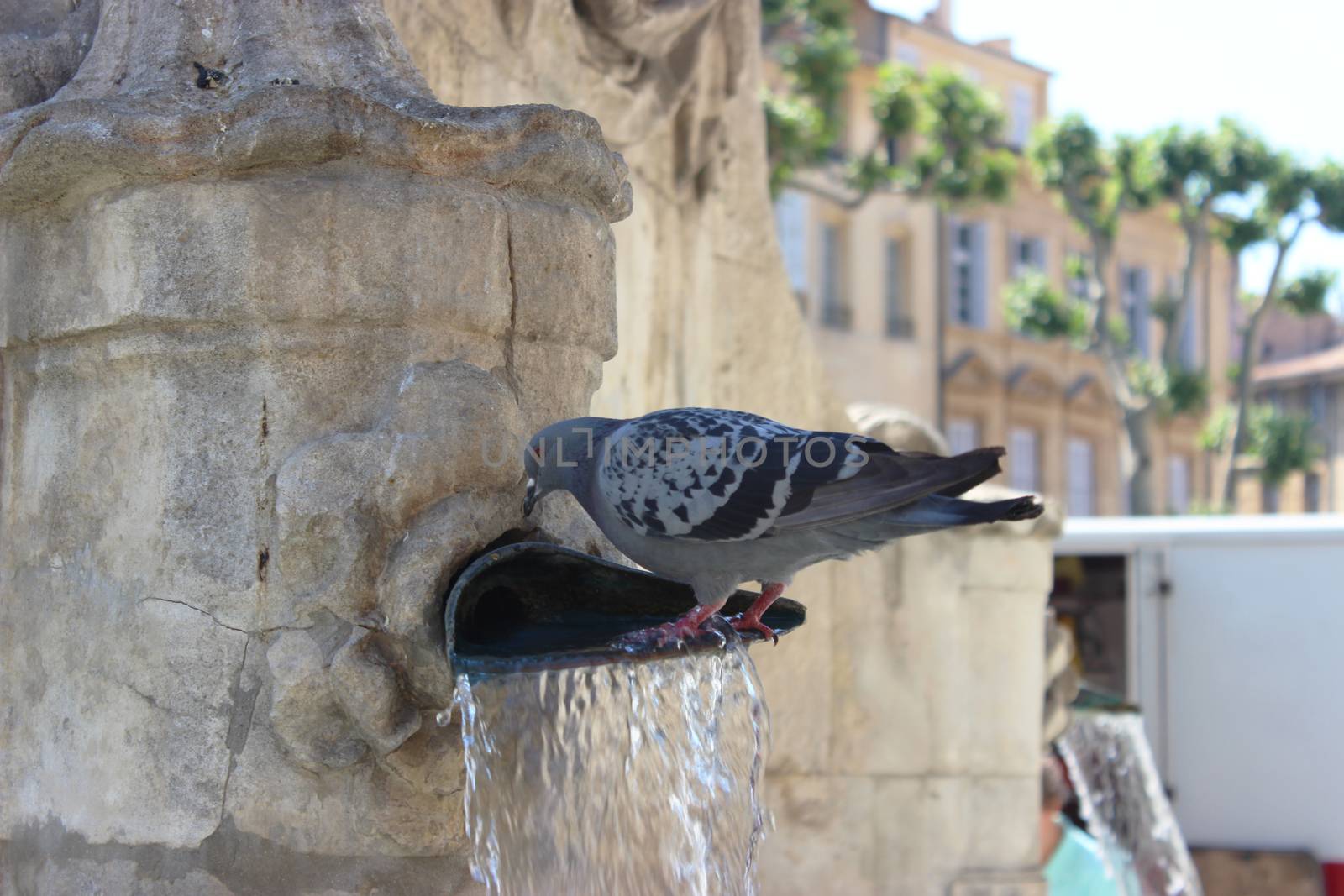 A close up of a pigeon standing on a water fountain in Aix-En-Provence, France