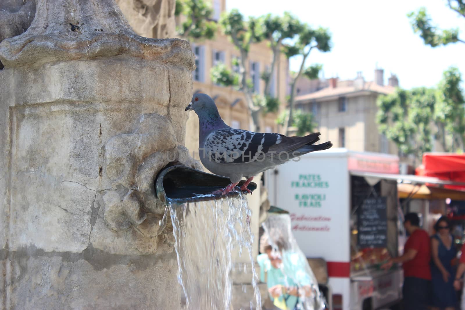 Pigeon standing in water in Fountain by bensib