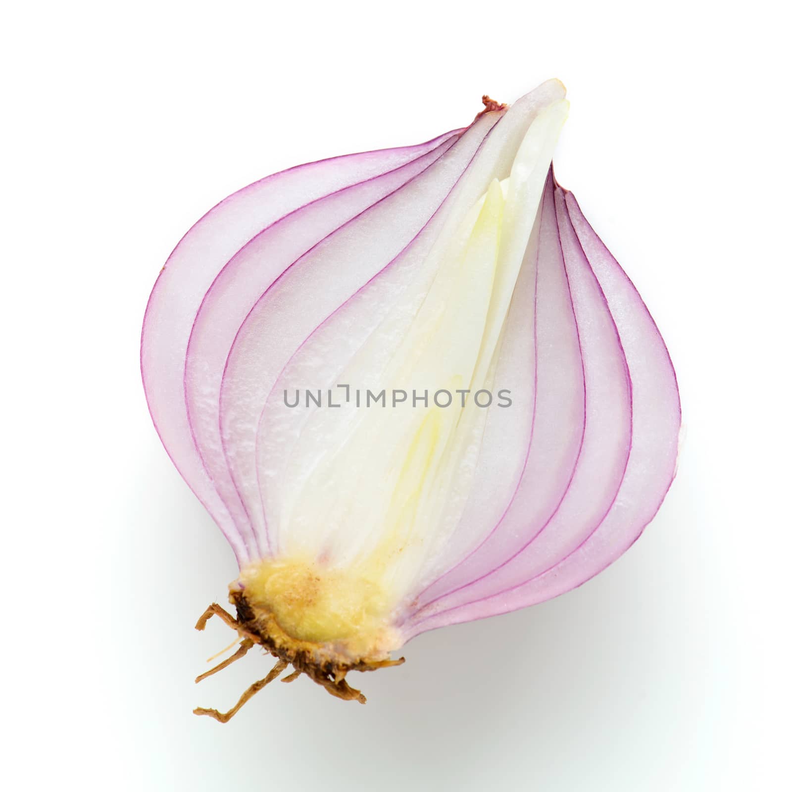 red onion by antpkr
