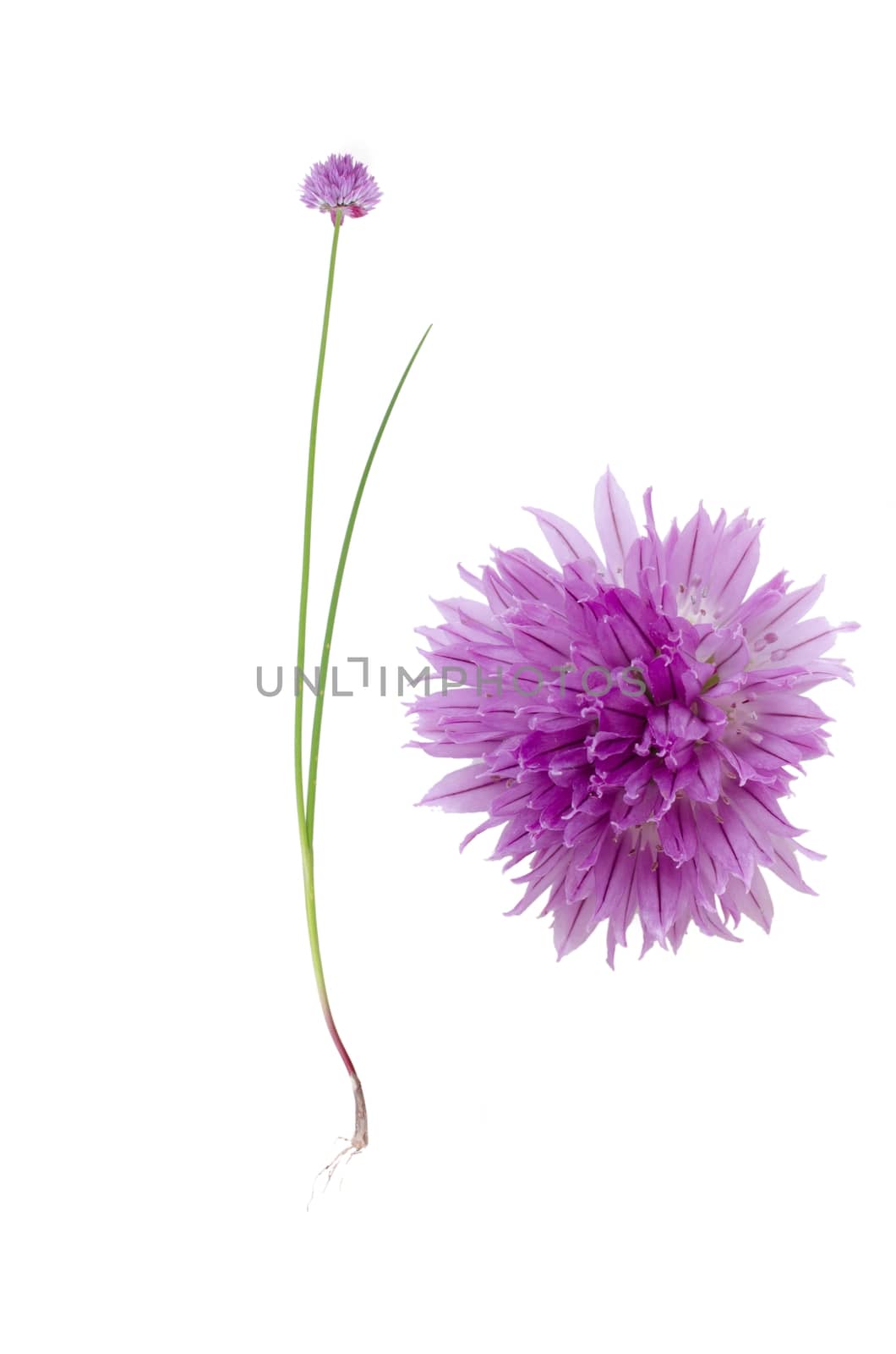 Chive isolated on white background and detail of its bloom beside.