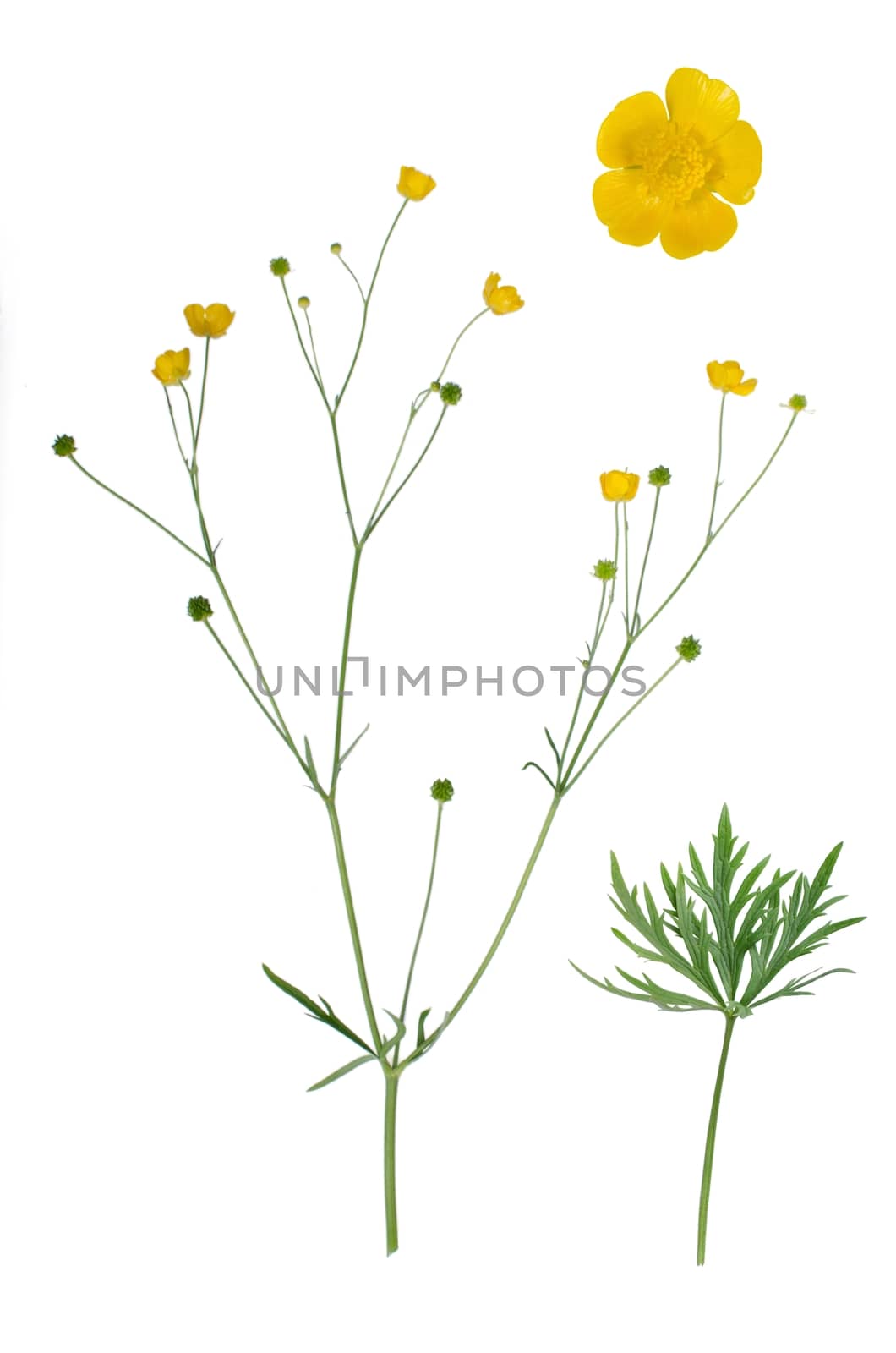 Ranunculus flower and details of bloom and leaf isolated on white backgorund.