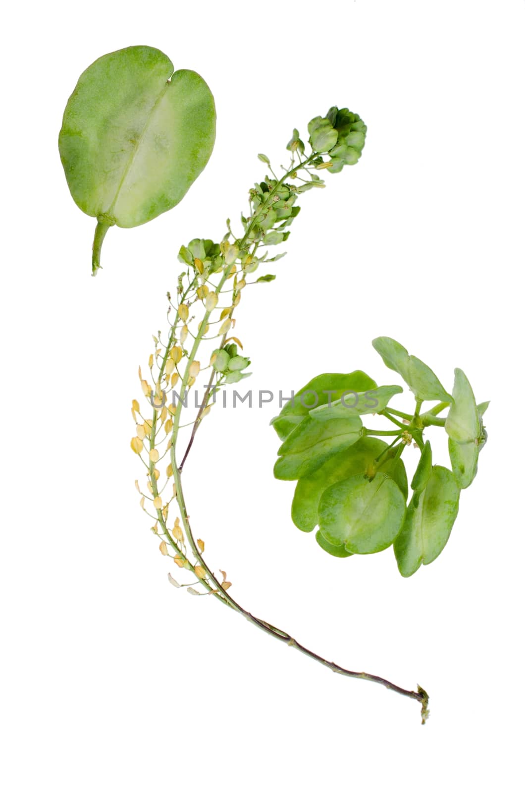 Field penny-cress and details beside isolated on white background.