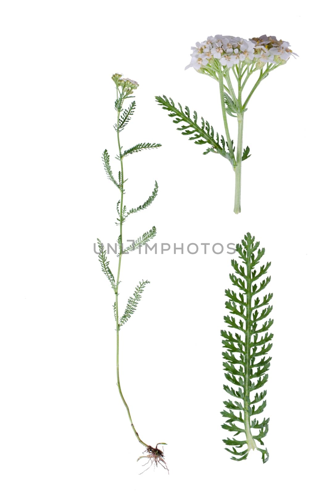Yarrow flower and details of root, bloom and leaf beside isolated on white background.