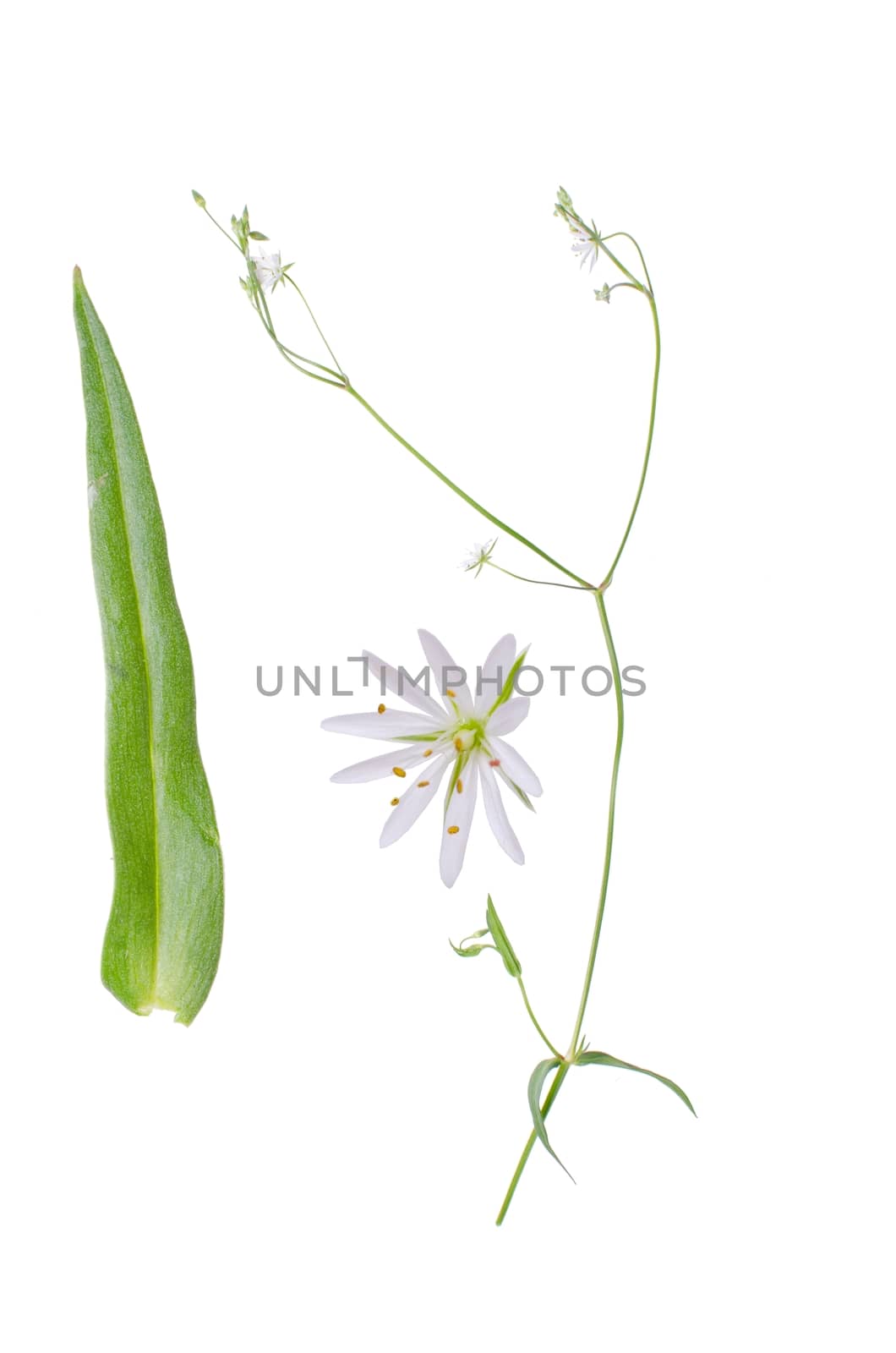 Stellaria graminea with details of bloom and leaf beside isolated on white background.