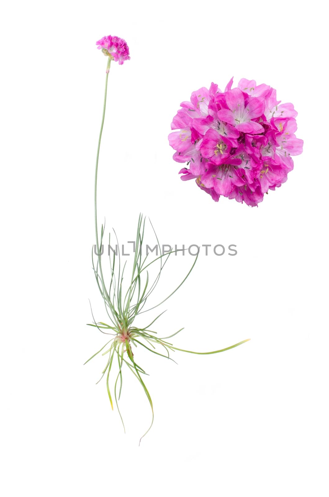 Armeria juniperifolia and detail of bloom isolated on white background.