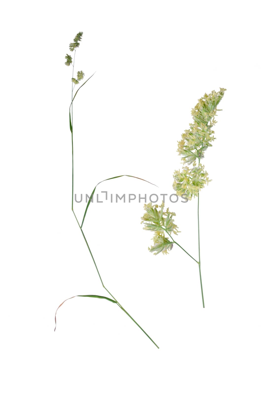 Dactylis glomerata with detail of bloom beside isolated on white background.
