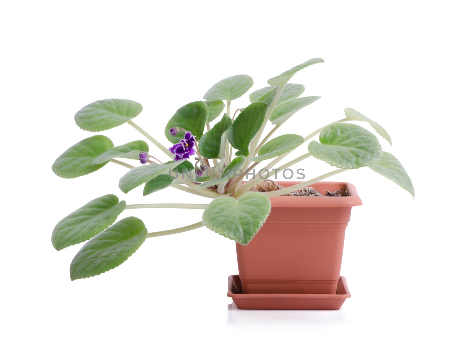 Blooming violet in brown plastic pot isolated on white background.