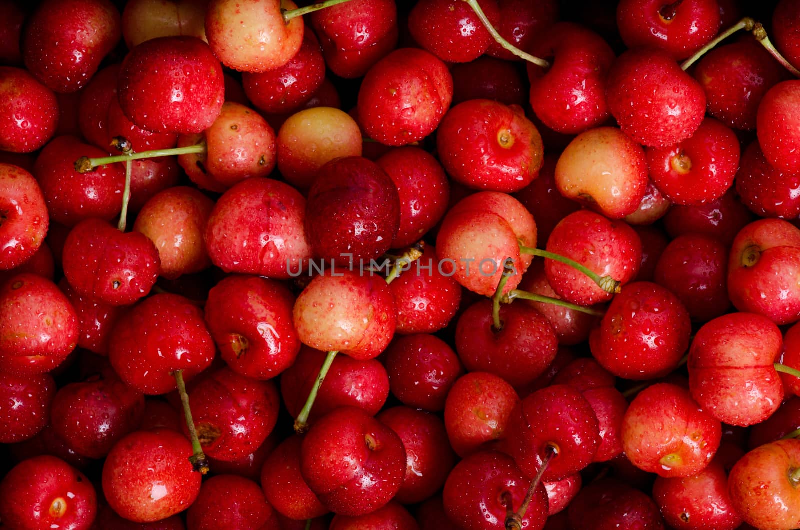 Fresh dewy cherries as lovely natural pattern.