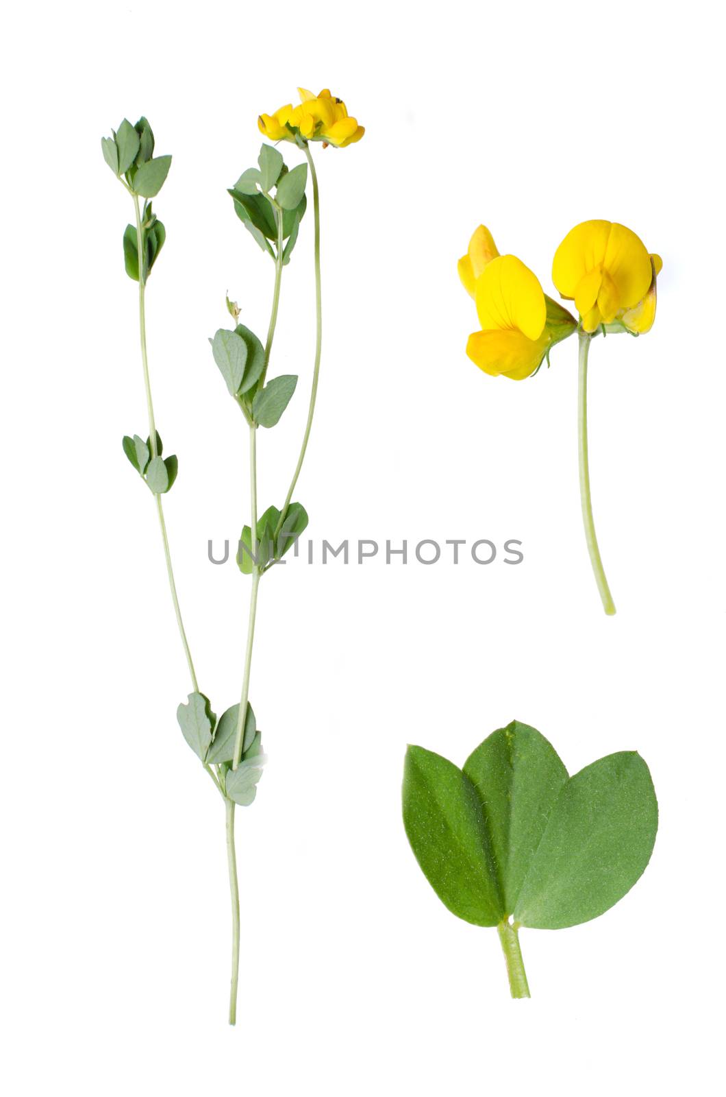 Lotus corniculatus with deatils of bloom and leaf beside isolated on white background.