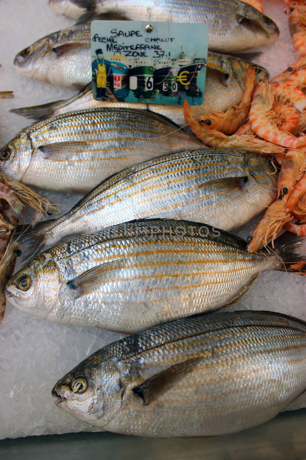 Sarpa salpa fish at the market in Aix-En-Provence, France. This fish can cause hallucinations 
