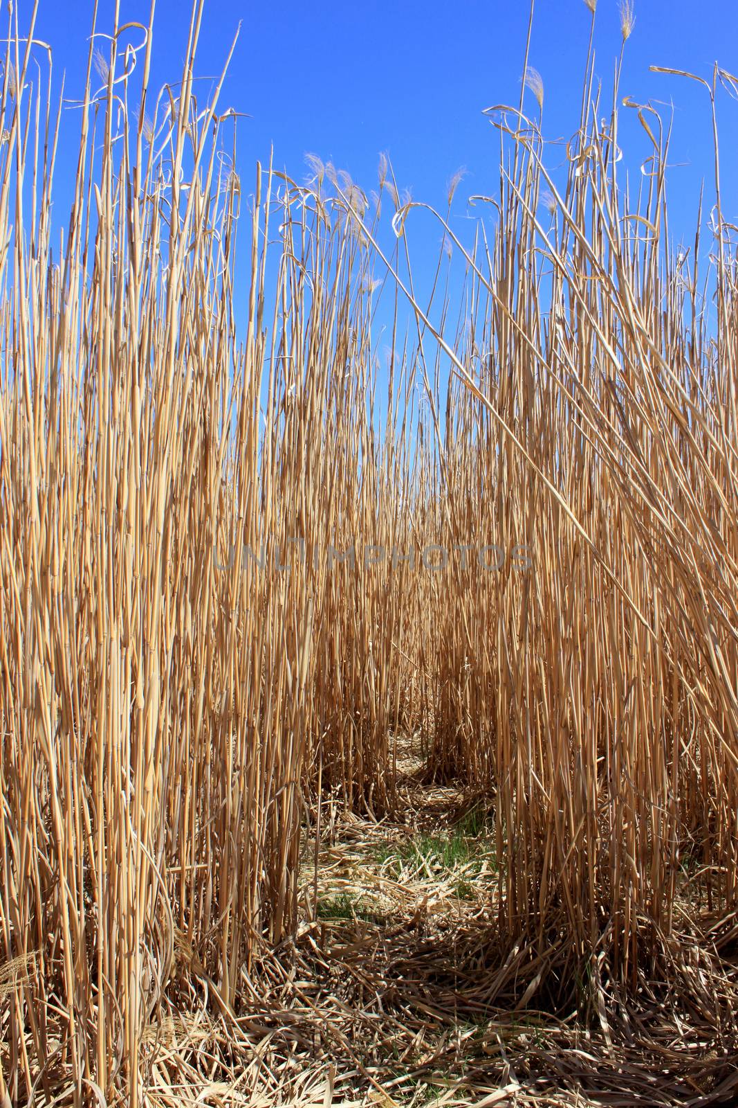 an agricultural field for an organic farming for the harvest of the reed on a bottom of blue sky