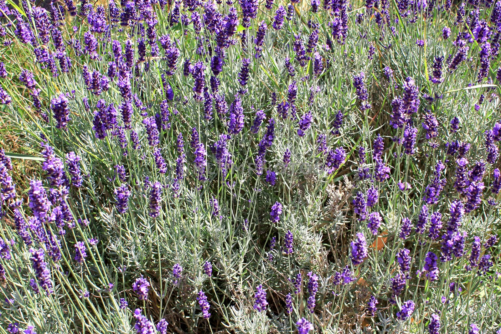 a field of organic lavender in a meadow in summer