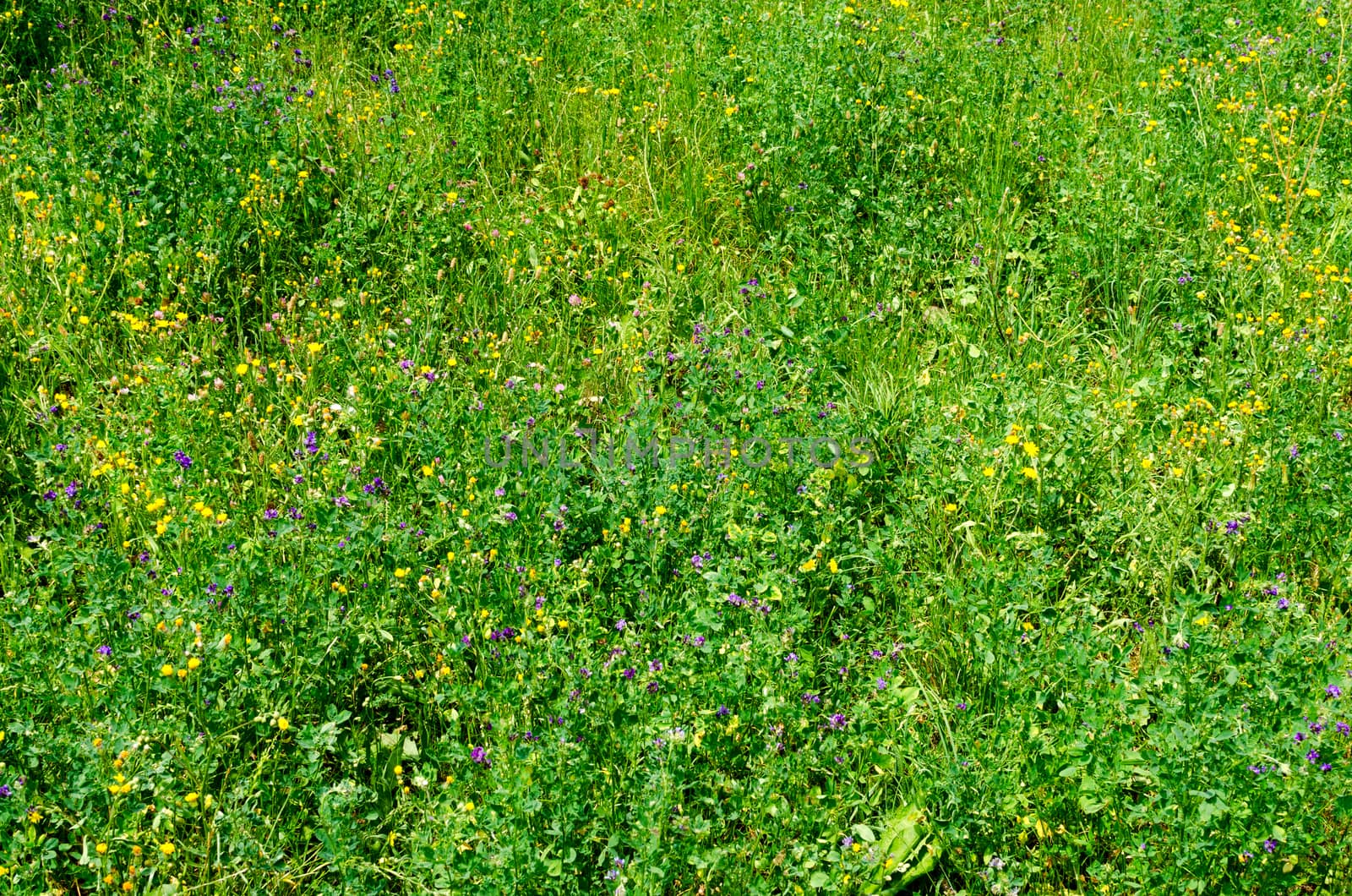 background of different wildflowers