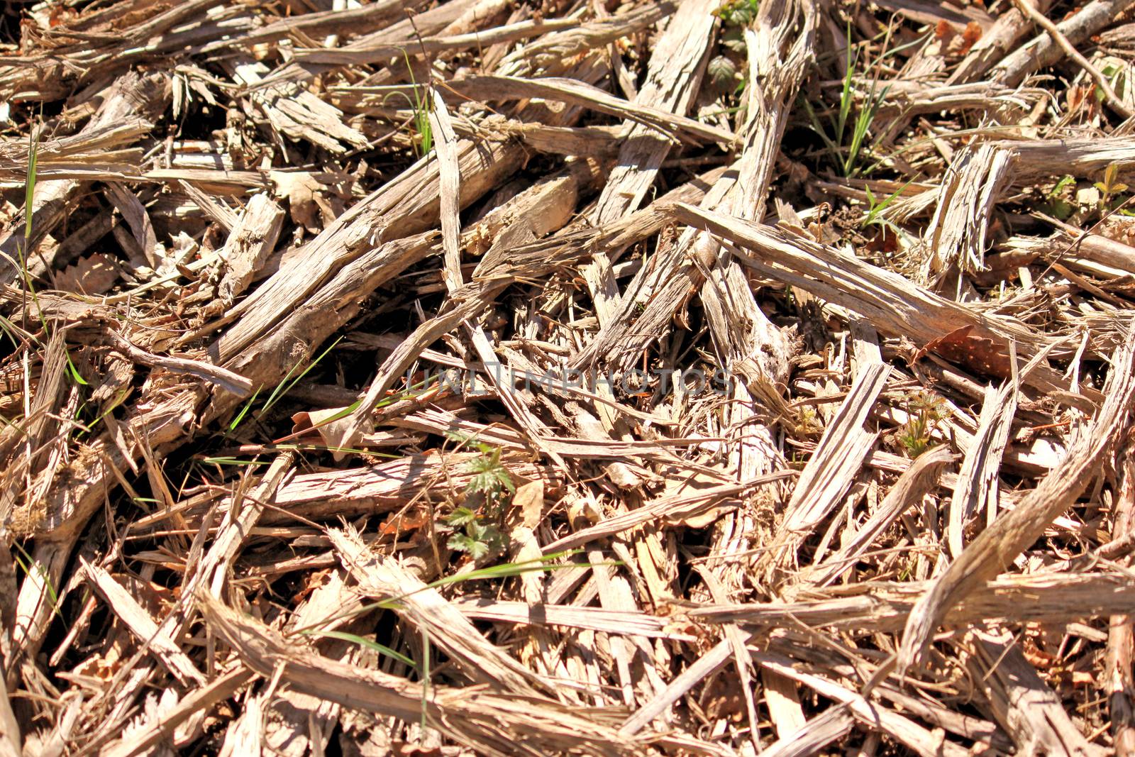 wood on the ground for ecological energy recycling