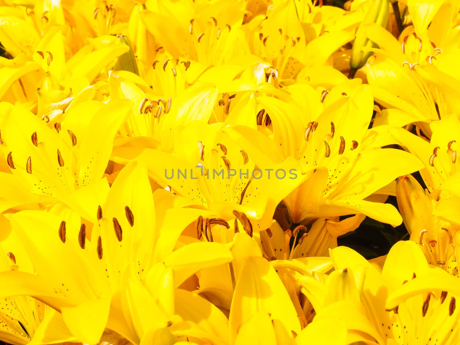 Beautiful bouquet of yellow lilies by Arvebettum