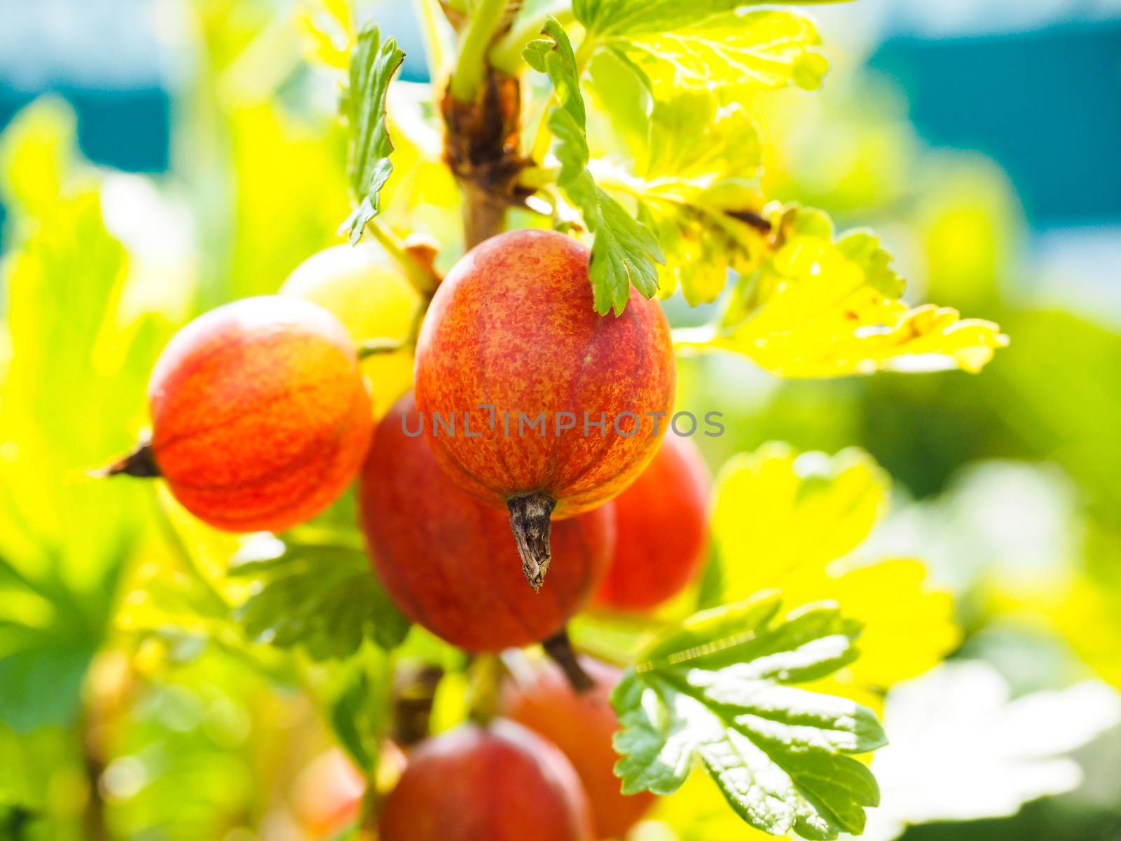 Hinomeaki ribes at closeup on plant in sunlight