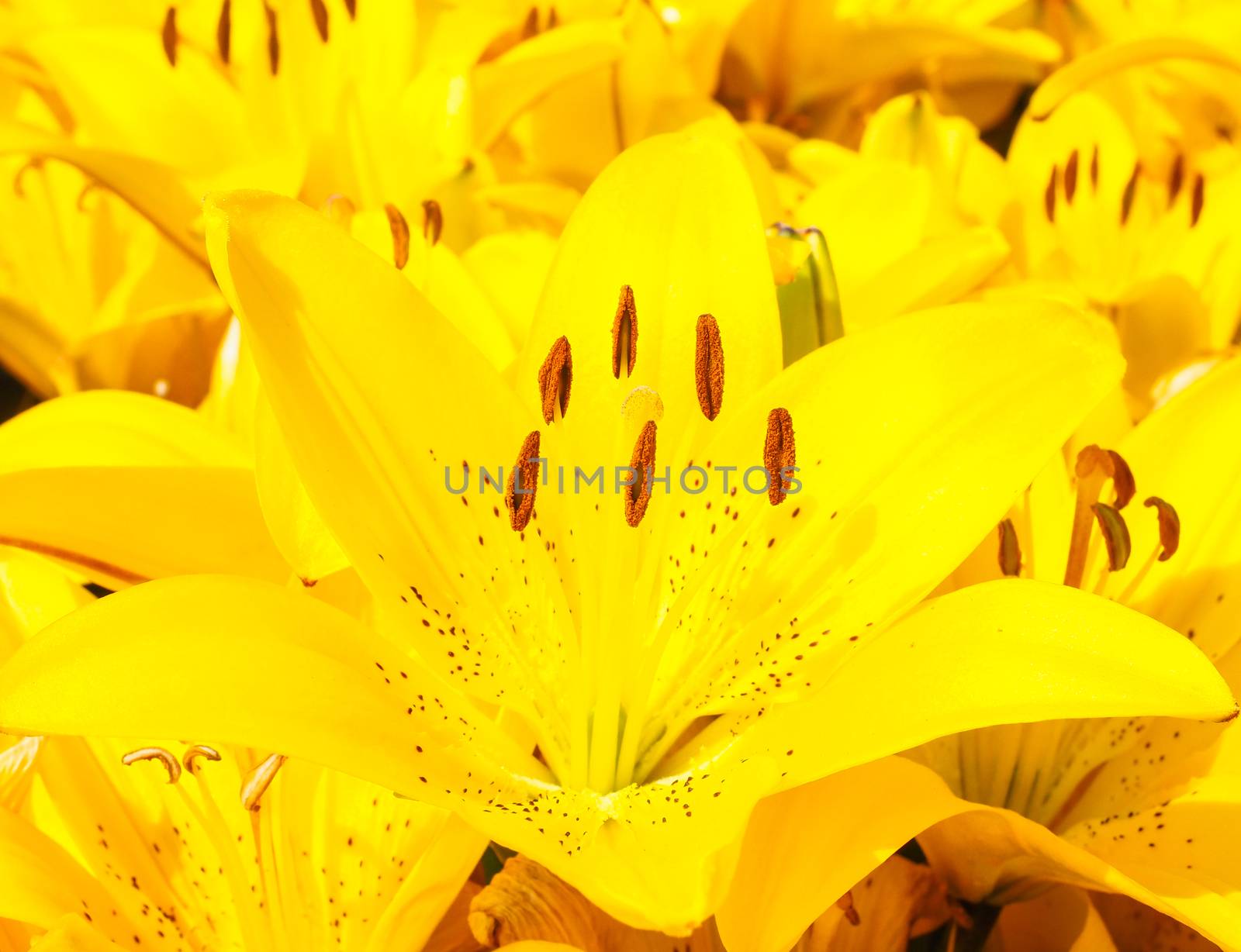 Beautiful bouquet of yellow lilies by Arvebettum