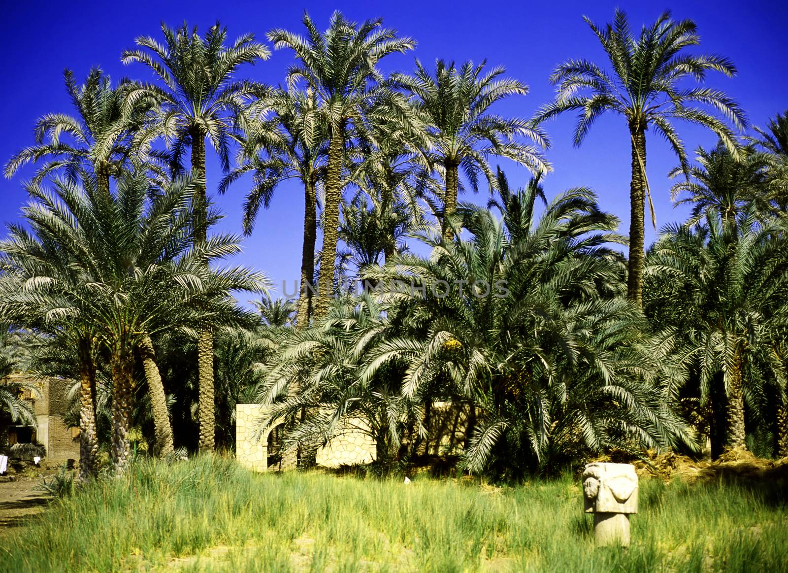 Palm trees in  Memphis, Egypt