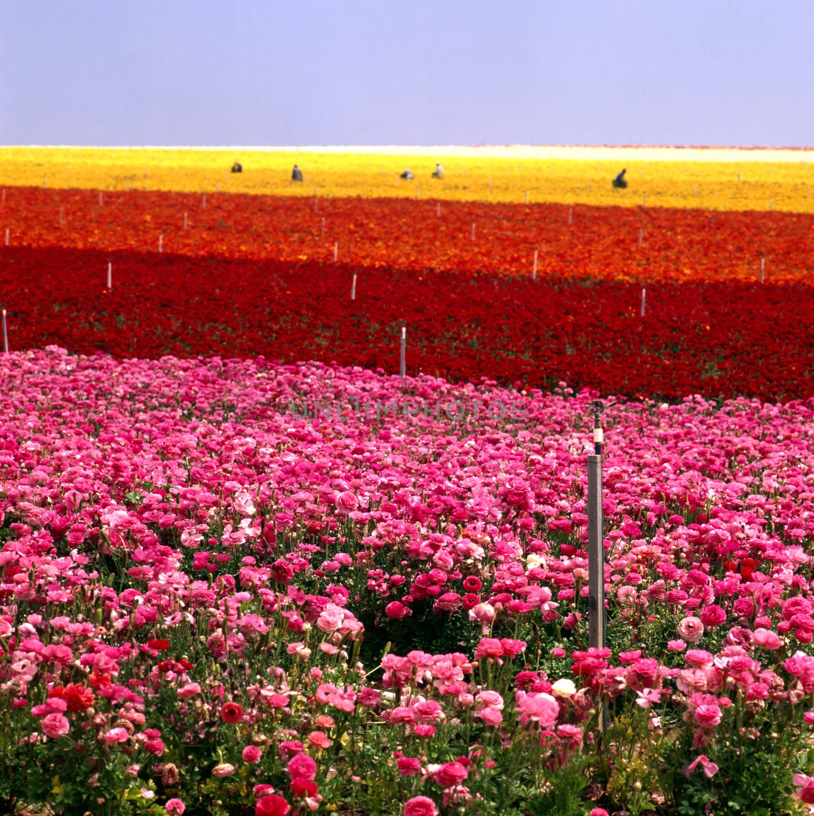 Flower Farm by jol66