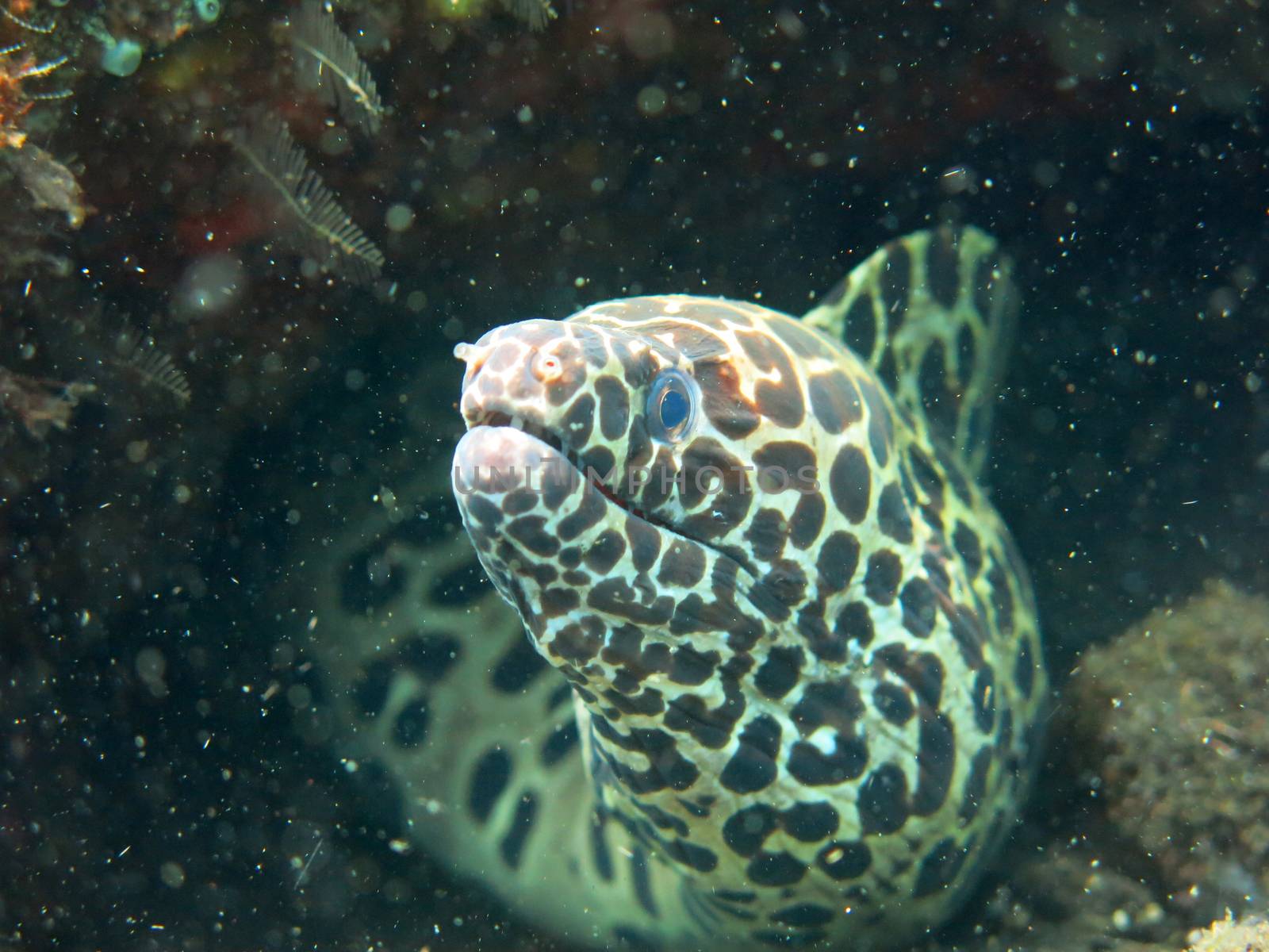 Giant spotted moray hiding amongst coral reef on the ocean floor, Bali.