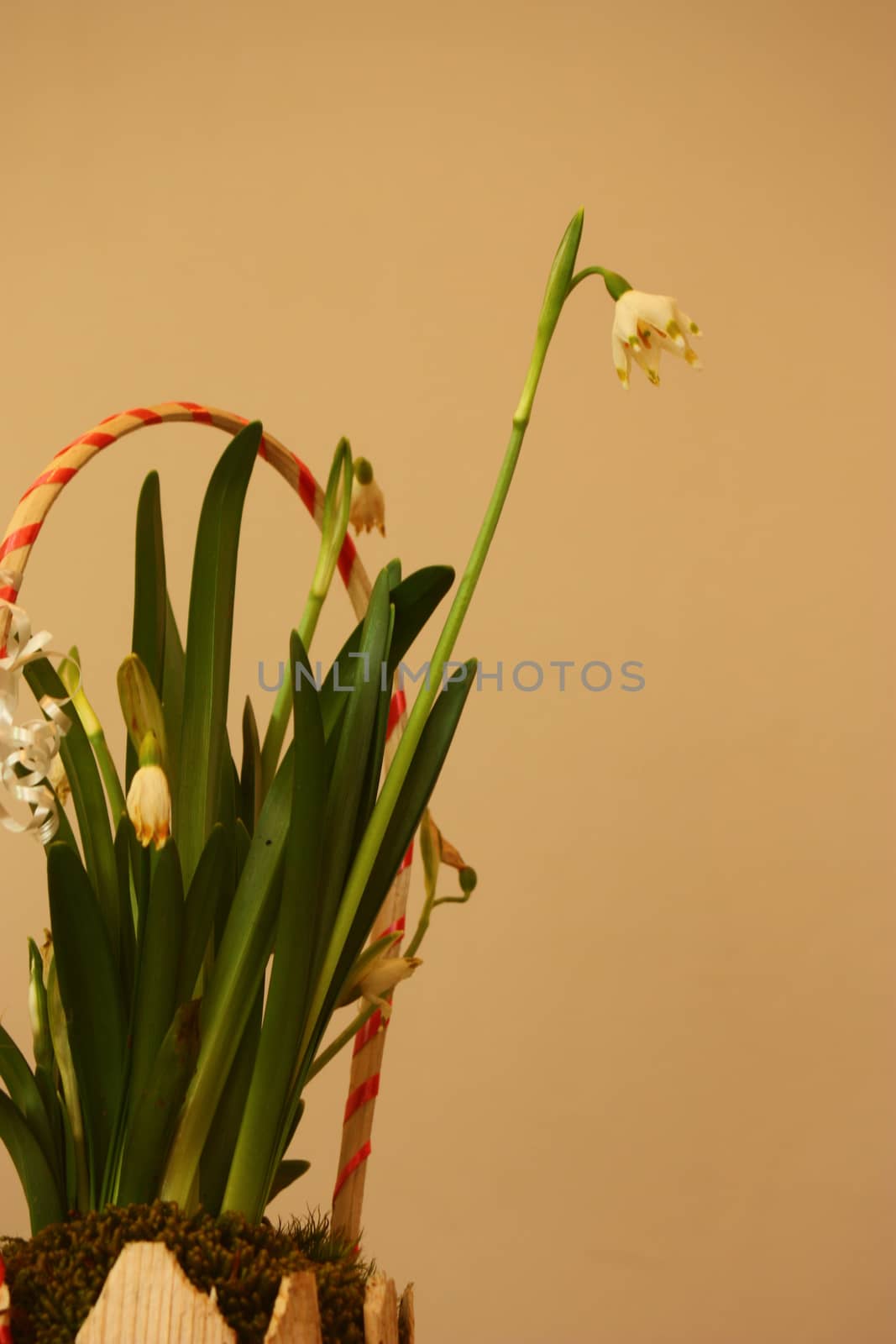 Flower arrangement with snowdrops, Galanthus nivalis. by eicvl5