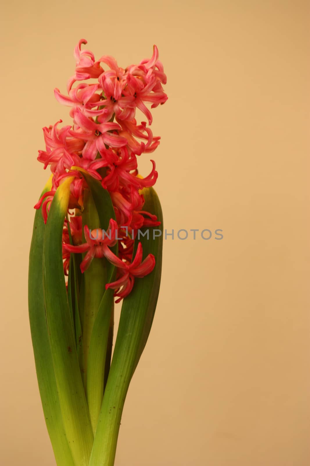 Pink Hyacinth, isolated, Hyacinthus orientalis. by eicvl5