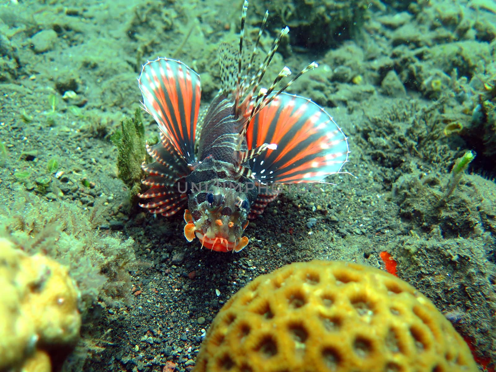 Lionfish (pterois) on coral reef Bali.