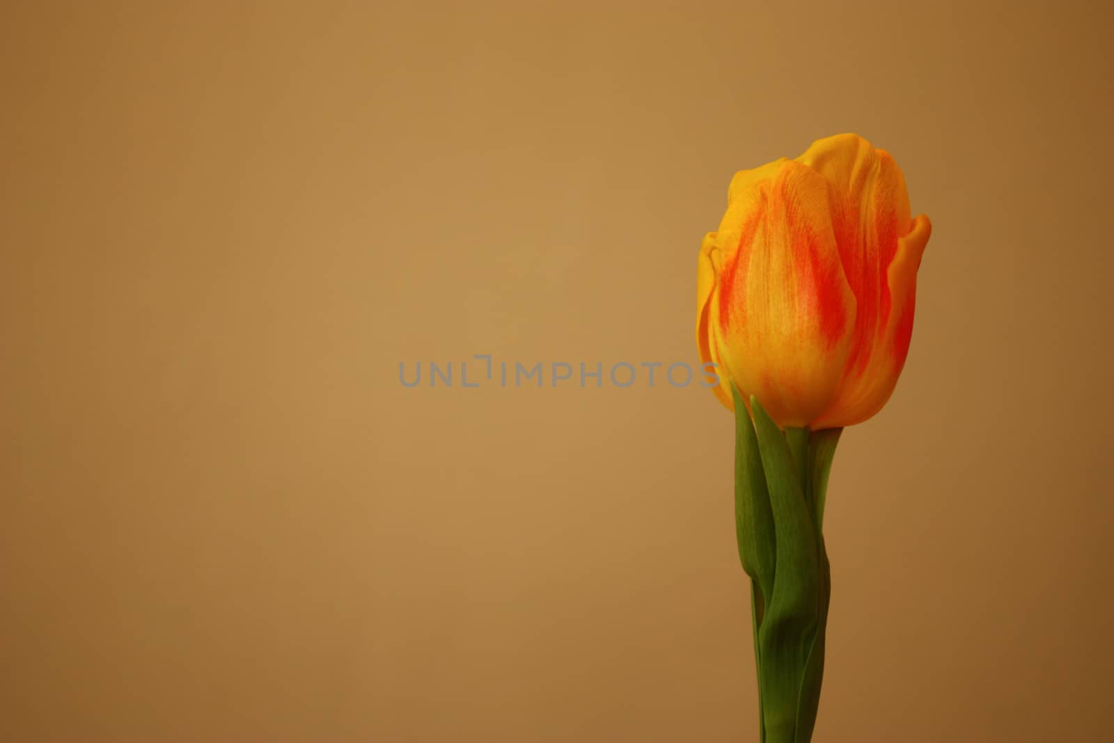 Isolated yellow tulip, Tulipa, Liliaceae.