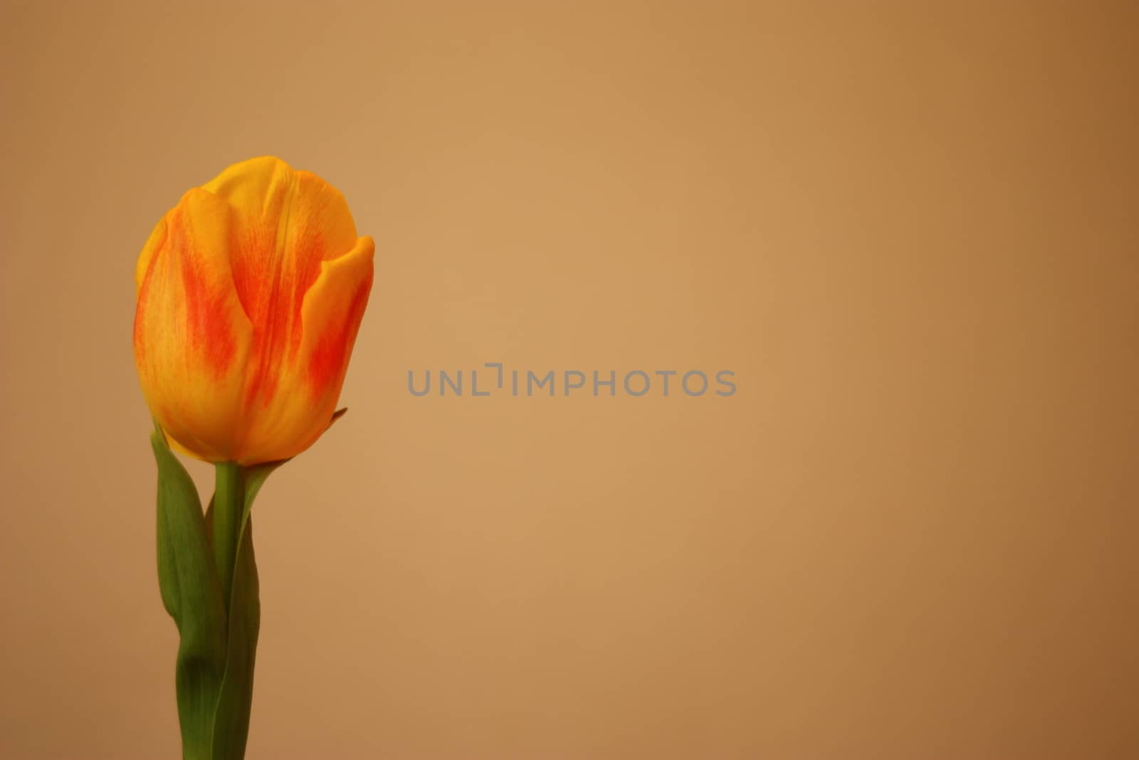 Isolated yellow tulip, Tulipa, Liliaceae.