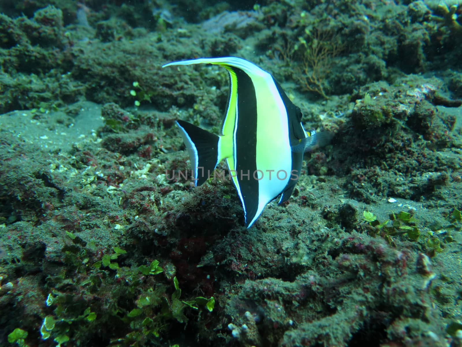 Thriving coral reef alive with marine life and tropical fish (Moorish Idols), Bali.