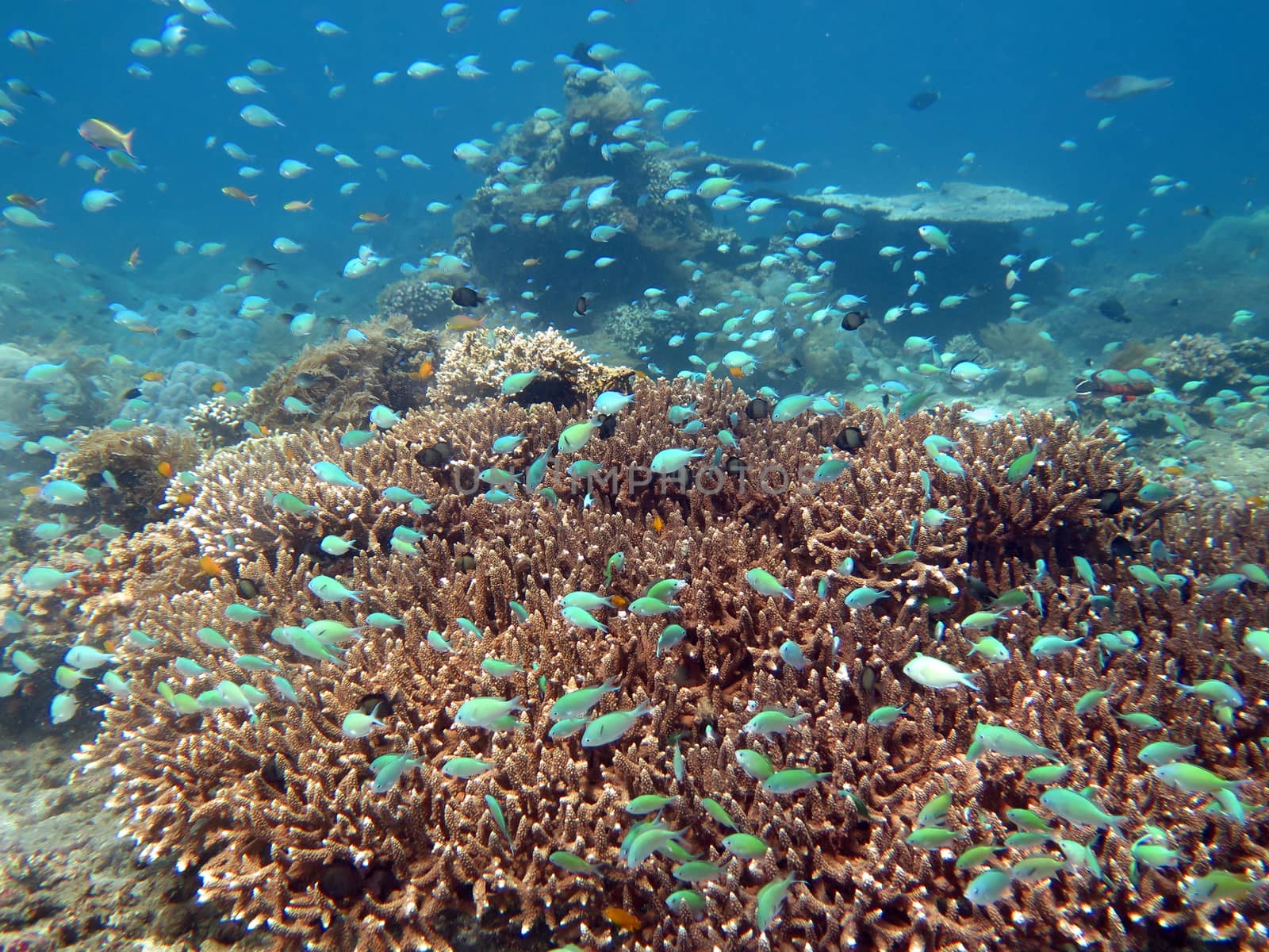 Thriving coral reef alive with marine life and shoals of fish, Bali.