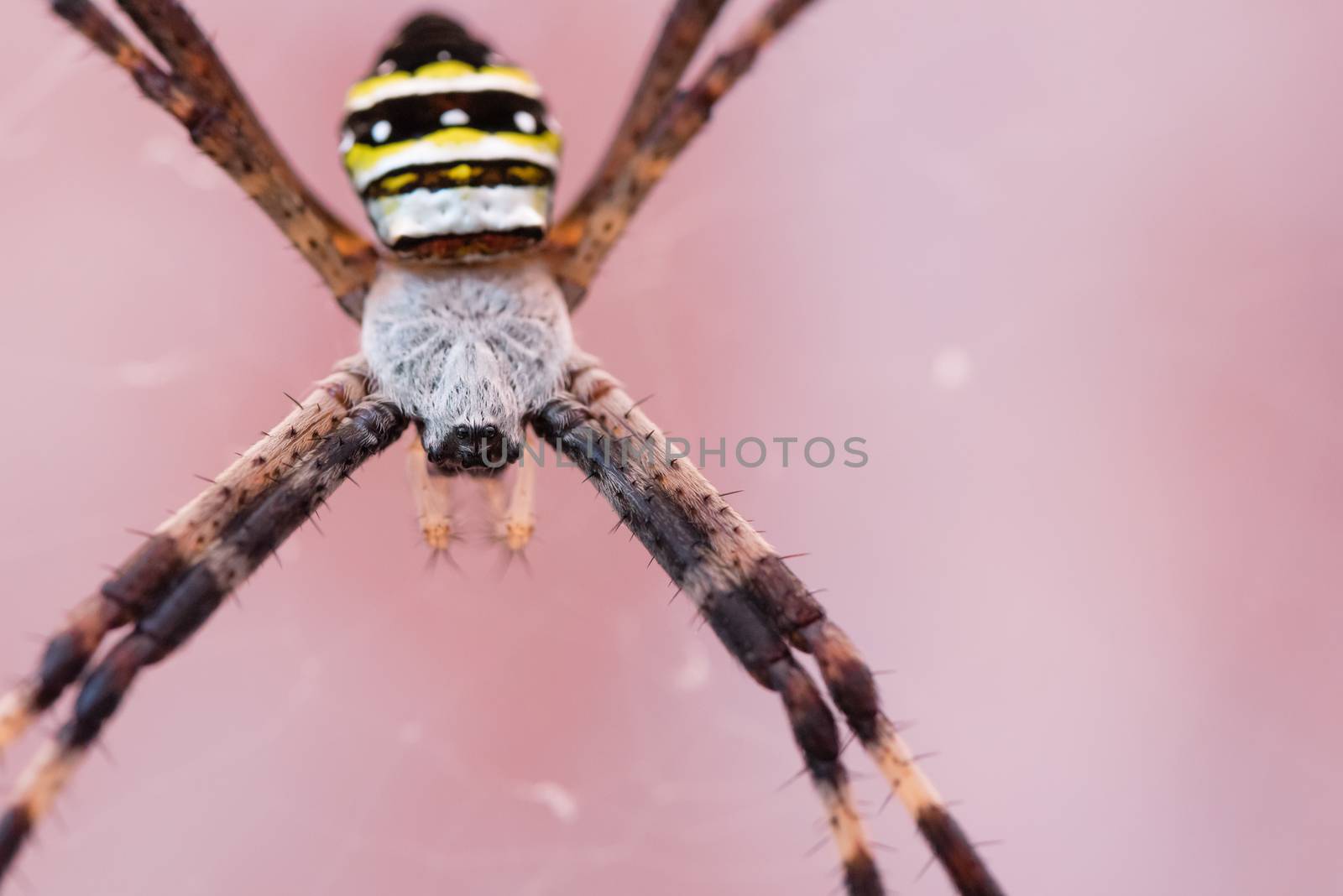 A macro shot of a black and yellow garden spider.