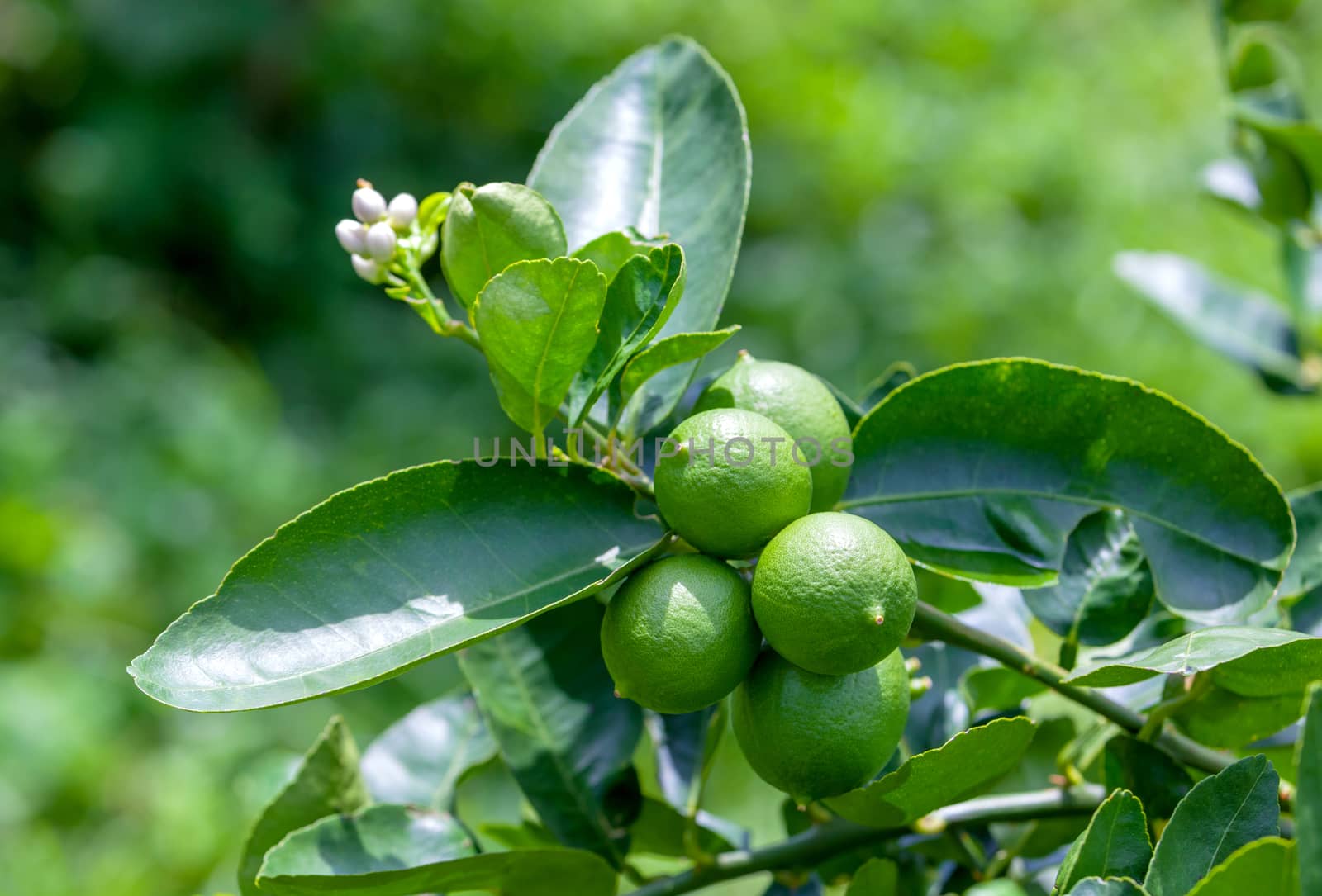 Lime tree and fresh green limes on the branch in the lime garden by kerdkanno