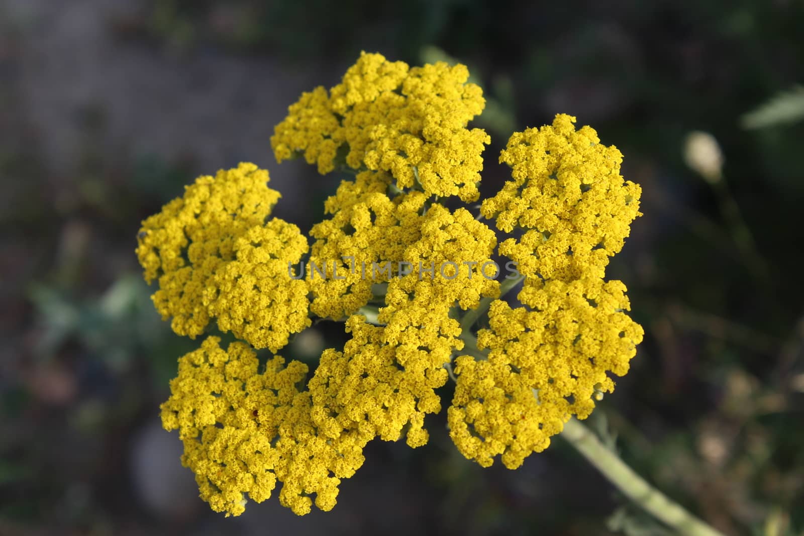 Close-up from a yarrow in the Summer.