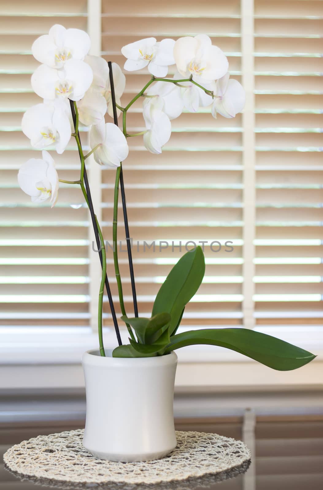 a orchid plant with plenty white flowers in top a gray mirror tabel in a circular support in front of a blurred window with brown wooden blinders slightly open forming light green stripes.