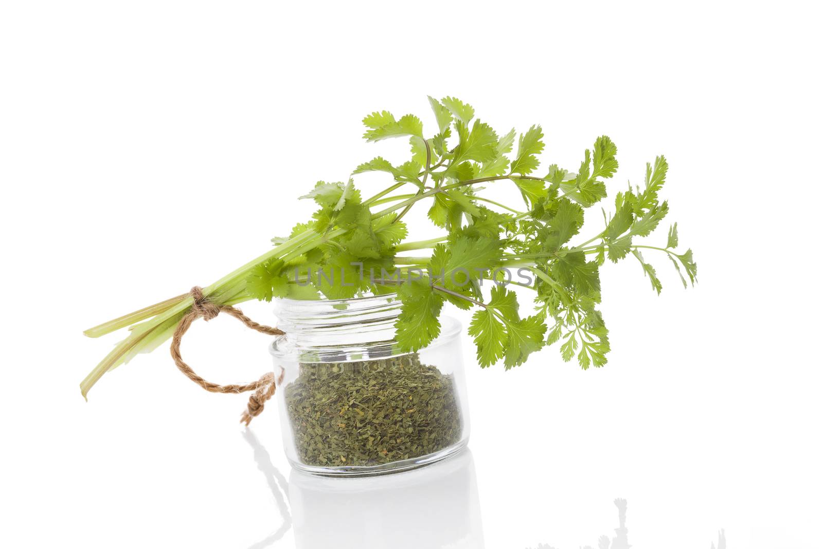 Fresh cilantro and dry coriander spice in glass jar isolated on white background. Culinary healthy aromatic herbs. Culinary arts.